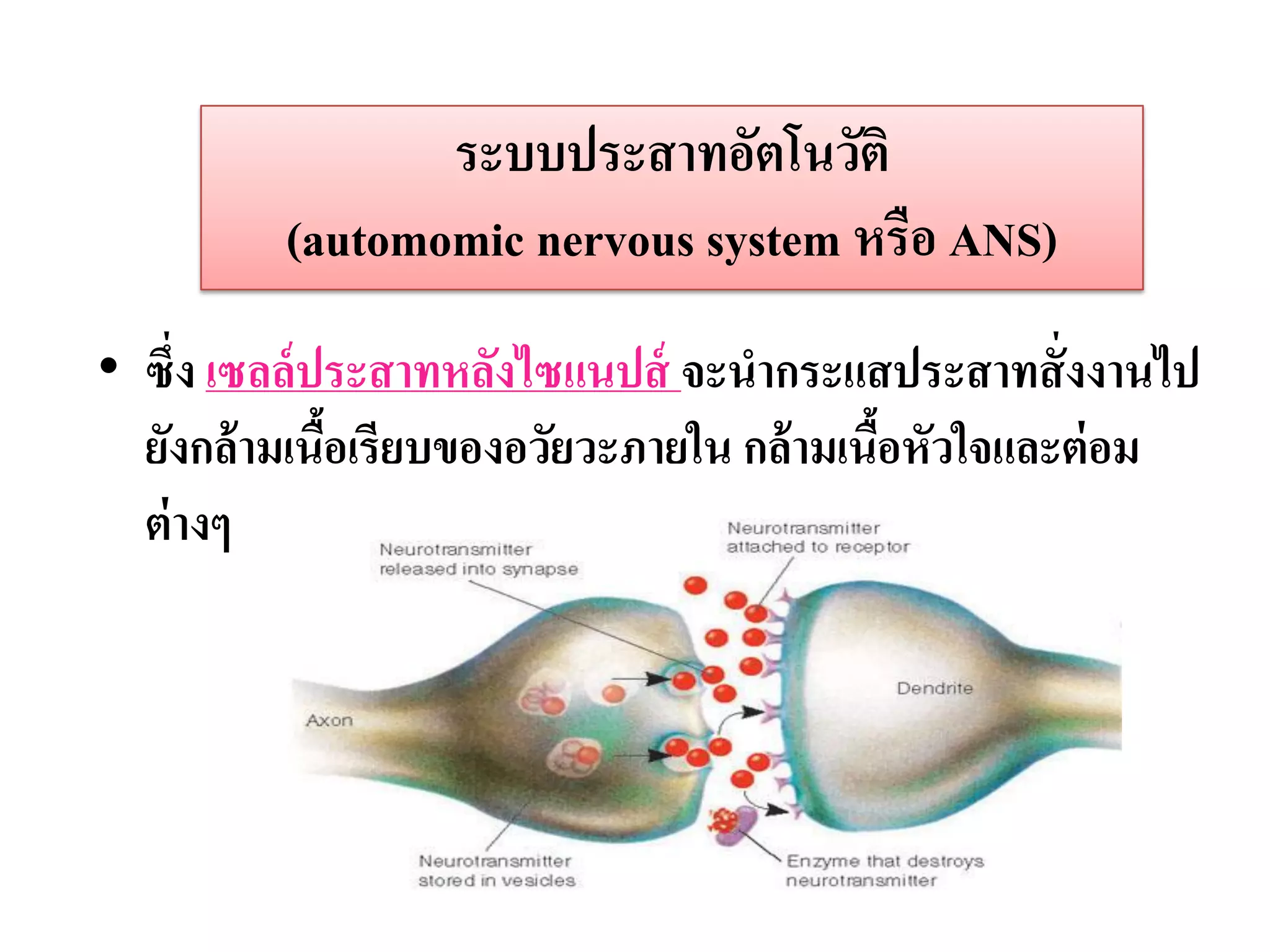 ระบบประสาทอัตโนวัติ
         (automomic nervous system หรือ ANS)
• ซึ่ง เซลล์ ประสาทหลังไซแนปส์ จะนากระแสประสาทสั่ งงานไป
  ยังกล้ ามเนือเรียบของอวัยวะภายใน กล้ ามเนือหัวใจและต่ อม
              ้                             ้
  ต่ างๆ
 