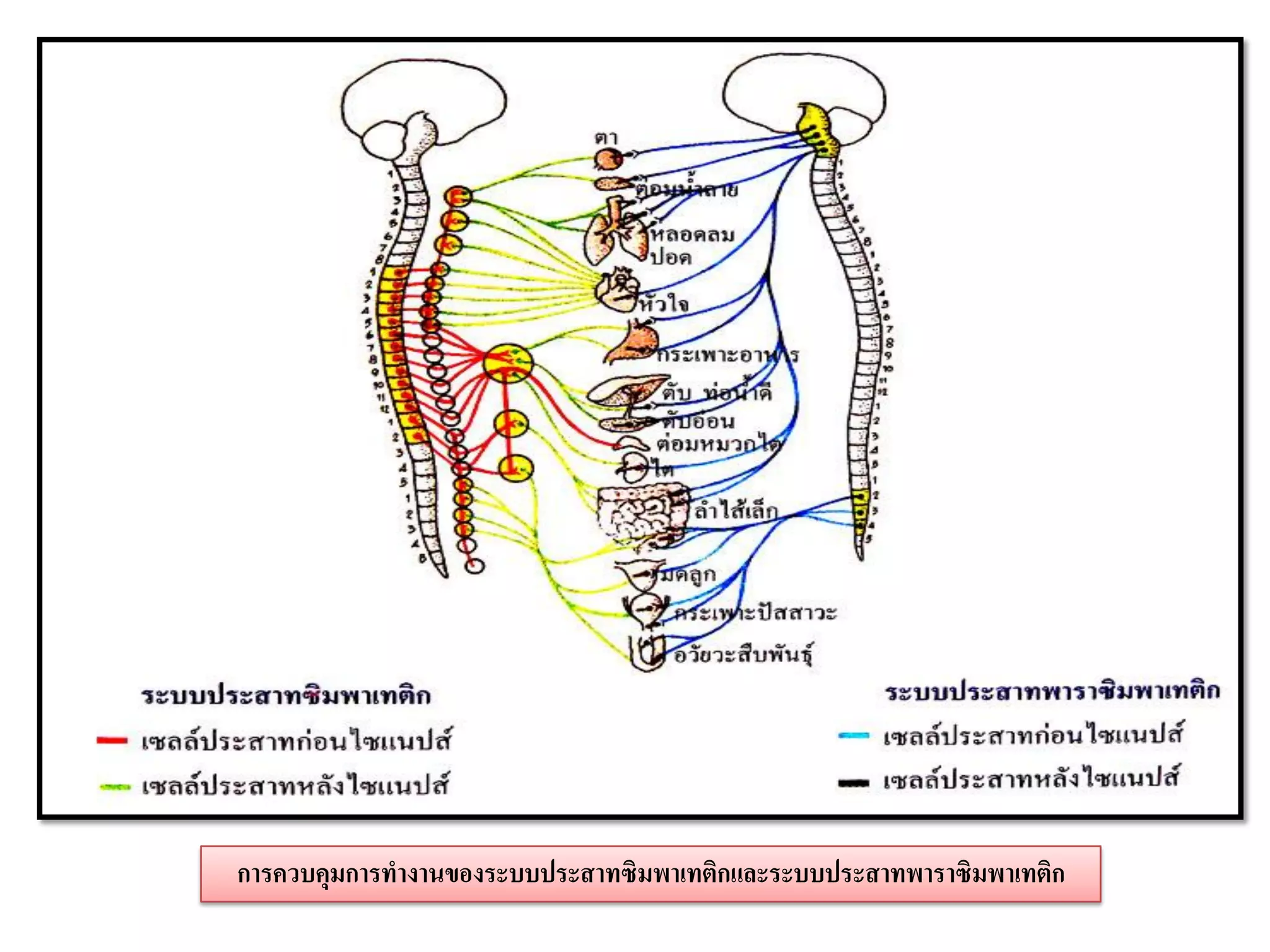การควบคุมการทางานของระบบประสาทซิมพาเทติกและระบบประสาทพาราซิมพาเทติก
 