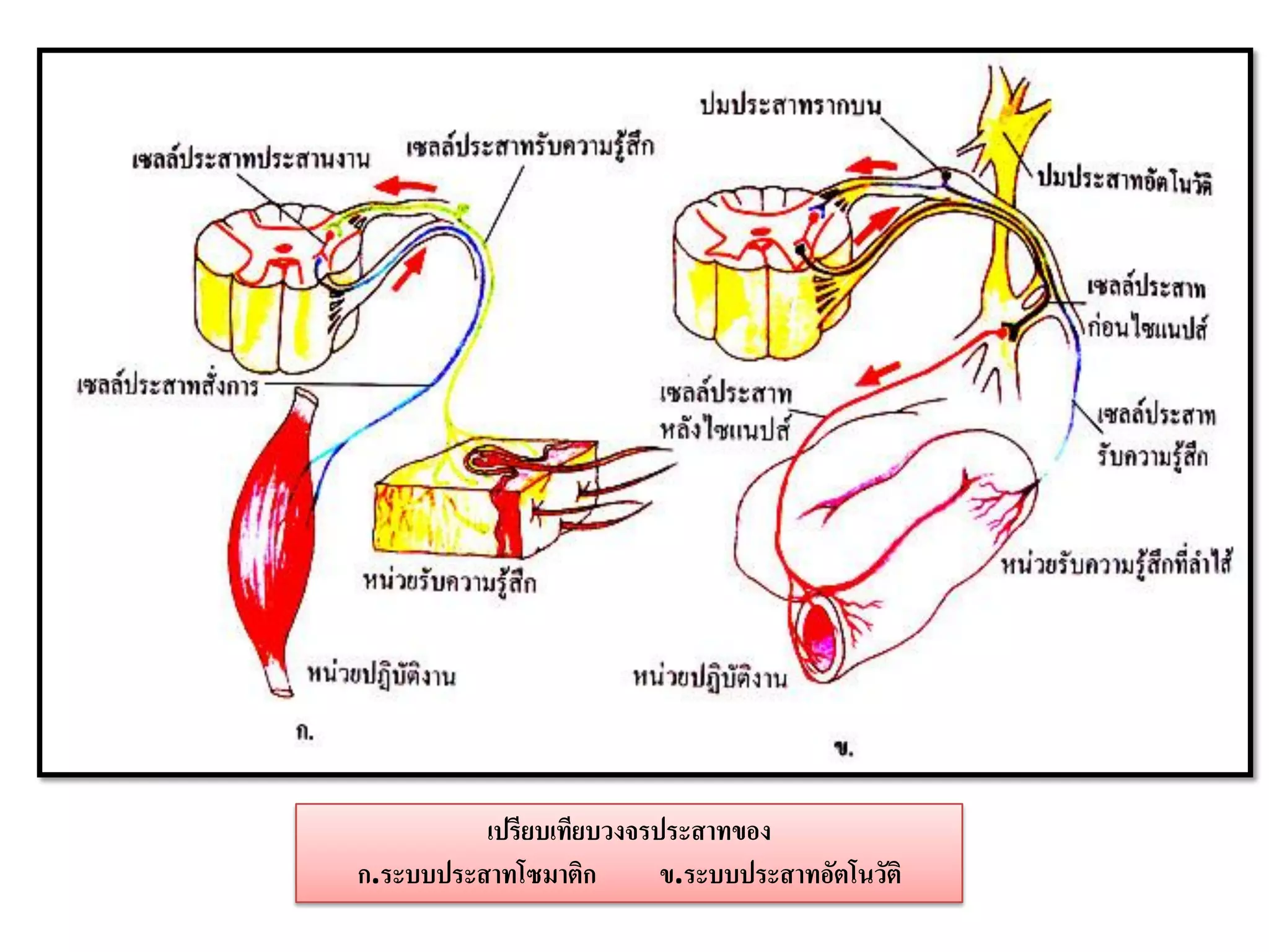 เปรียบเทียบวงจรประสาทของ
ก.ระบบประสาทโซมาติก       ข.ระบบประสาทอัตโนวัติ
 