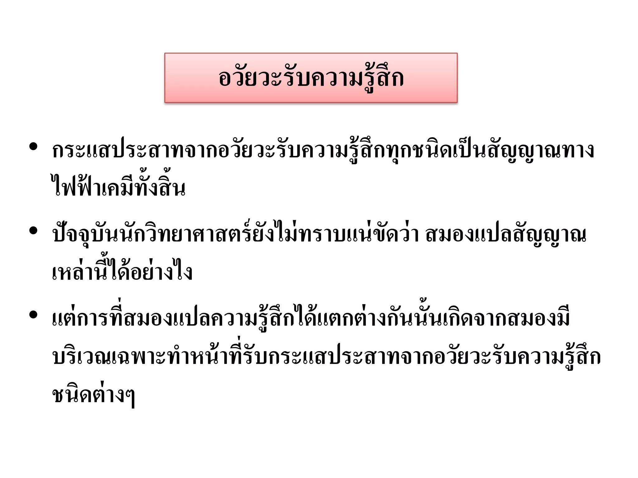 อวัยวะรับความรู้ สึก

• กระแสประสาทจากอวัยวะรับความรู้ สึกทุกชนิดเป็ นสั ญญาณทาง
  ไฟฟาเคมีท้งสิ้น
       ้        ั
• ปัจจุบนนักวิทยาศาสตร์ ยงไม่ ทราบแน่ ขดว่ า สมองแปลสั ญญาณ
         ั               ั               ั
  เหล่ านีได้ อย่ างไง
           ้
• แต่ การทีสมองแปลความรู้ สึกได้ แตกต่ างกันนั้นเกิดจากสมองมี
             ่
  บริเวณเฉพาะทาหน้ าทีรับกระแสประสาทจากอวัยวะรับความรู้ สึก
                       ่
  ชนิดต่ างๆ
 