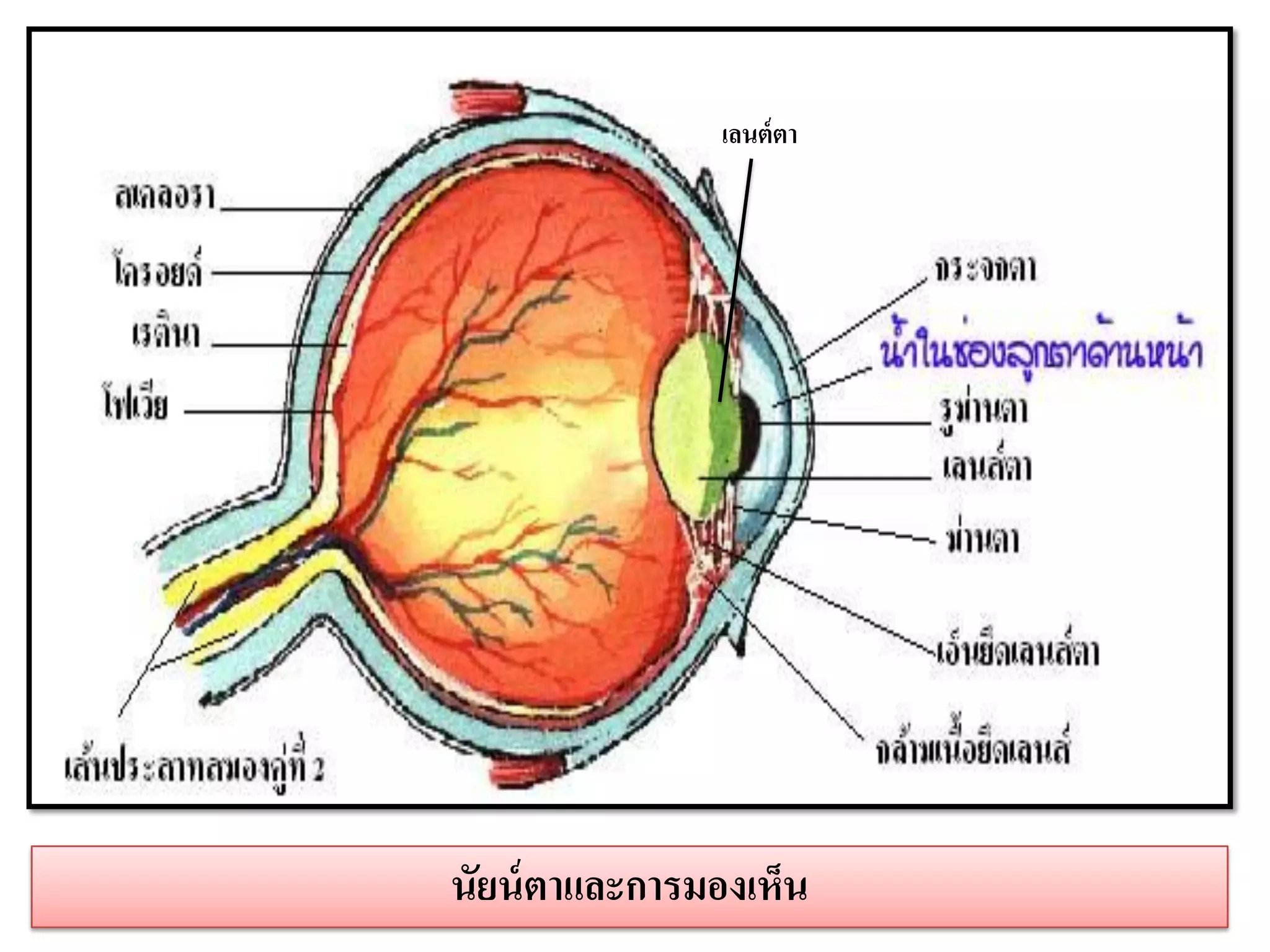 เลนต์ ตา




นัยน์ ตาและการมองเห็น
 