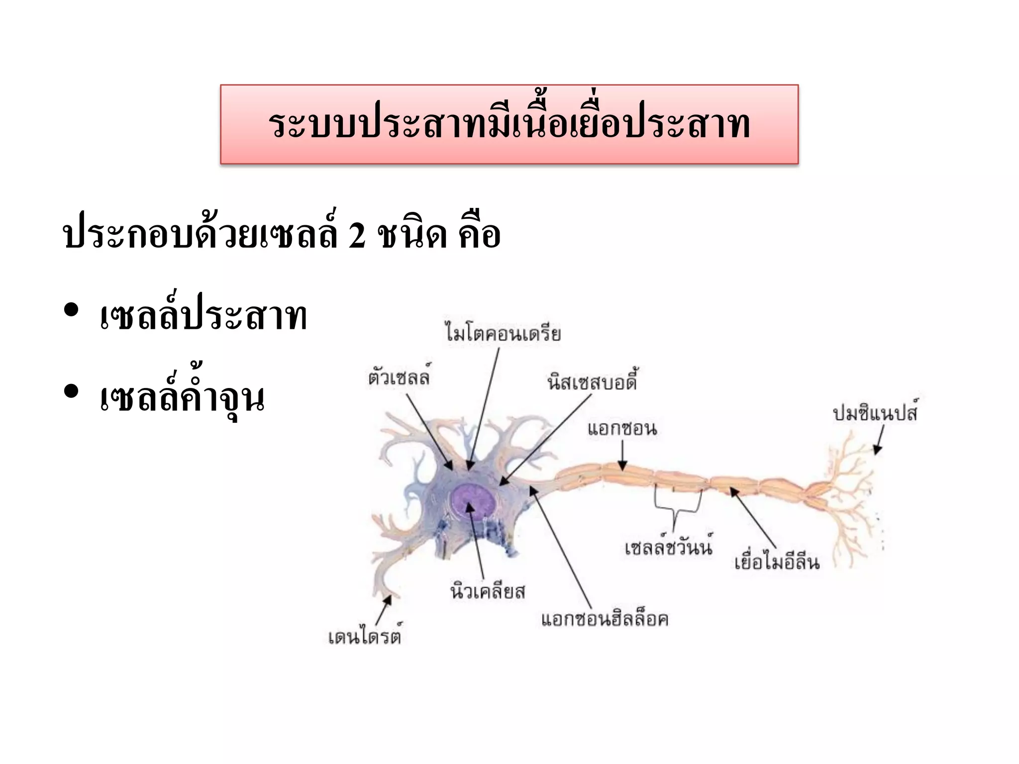 ระบบประสาทมีเนือเยือประสาท
                           ้ ่
ประกอบด้ วยเซลล์ 2 ชนิด คือ
• เซลล์ ประสาท
• เซลล์ คาจุน
         ้
 