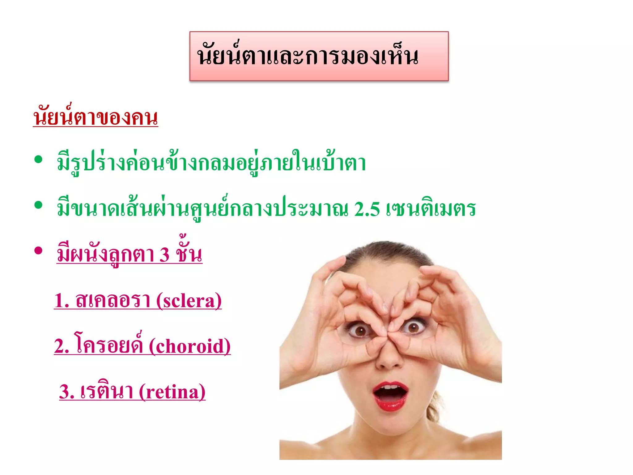 นัยน์ ตาและการมองเห็น
นัยน์ ตาของคน
• มีรูปร่ างค่ อนข้ างกลมอยู่ภายในเบ้ าตา
• มีขนาดเส้ นผ่ านศูนย์ กลางประมาณ 2.5 เซนติเมตร
• มีผนังลูกตา 3 ชั้น
   1. สเคลอรา (sclera)
   2. โครอยด์ (choroid)
    3. เรตินา (retina)
 