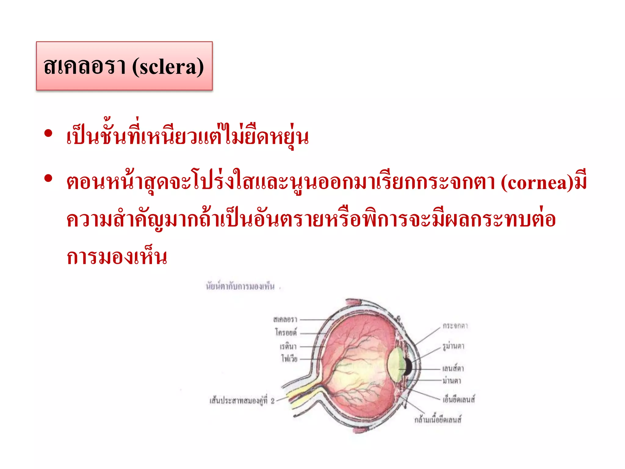 สเคลอรา (sclera)

• เป็ นชั้นทีเ่ หนียวแต่ ไม่ ยดหยุ่น
                              ื
• ตอนหน้ าสุ ดจะโปร่ งใสและนูนออกมาเรียกกระจกตา (cornea)มี
  ความสาคัญมากถ้ าเป็ นอันตรายหรือพิการจะมีผลกระทบต่ อ
  การมองเห็น
 