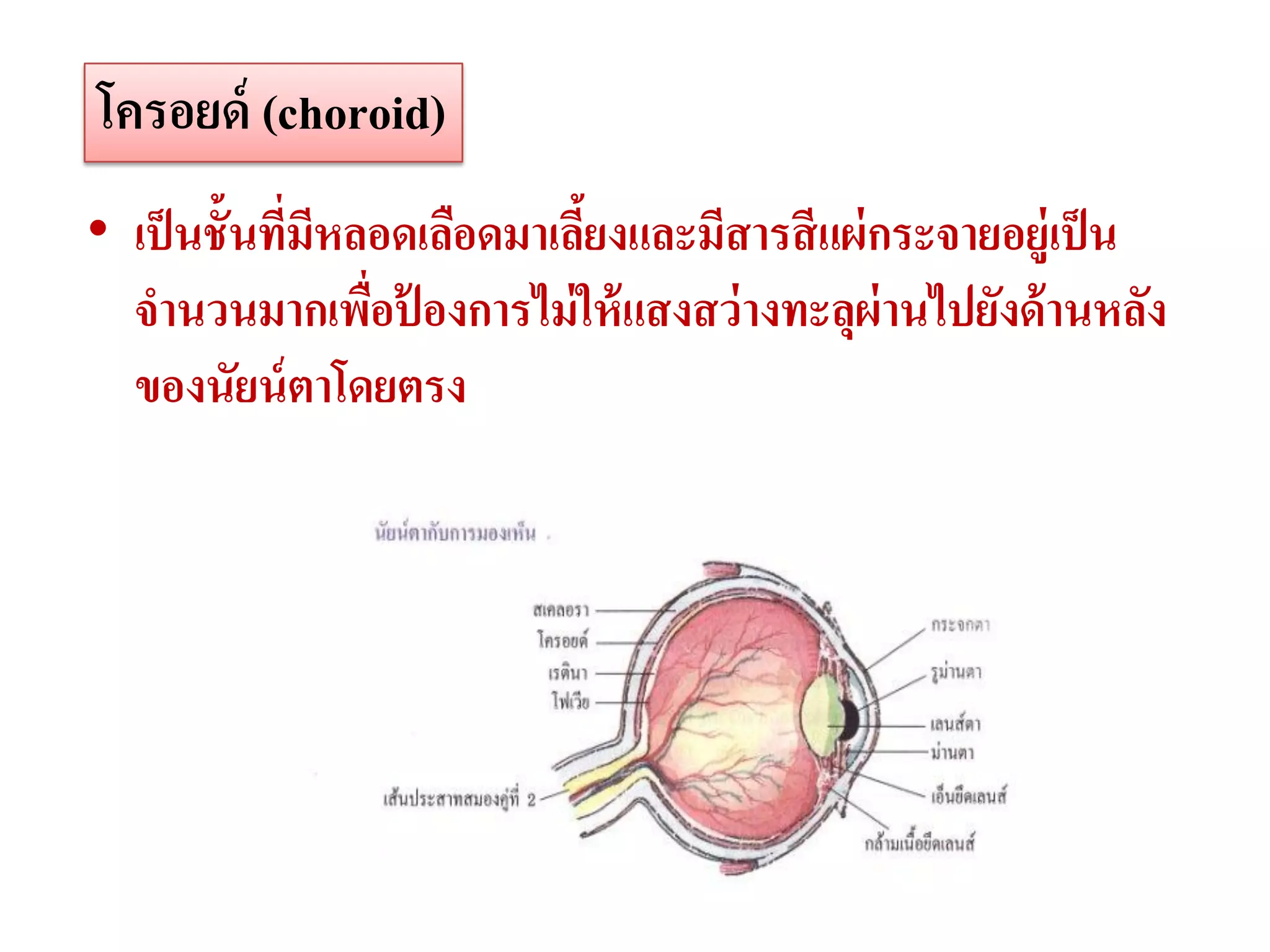 โครอยด์ (choroid)
• เป็ นชั้นทีมหลอดเลือดมาเลียงและมีสารสี แผ่ กระจายอยู่เป็ น
             ่ ี            ้
  จานวนมากเพือปองการไม่ ให้ แสงสว่ างทะลุผ่านไปยังด้ านหลัง
                 ่ ้
  ของนัยน์ ตาโดยตรง
 