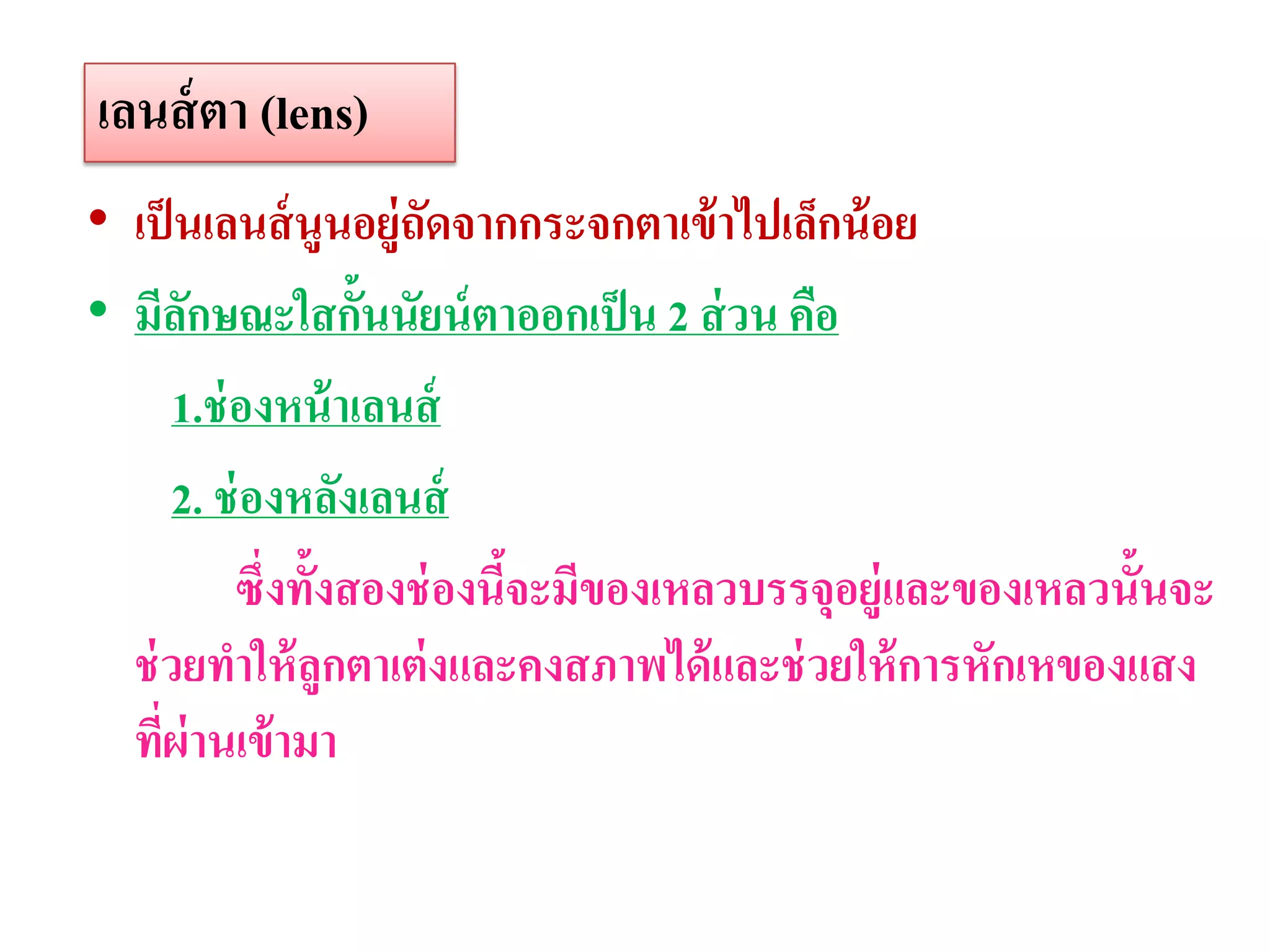 เลนส์ ตา (lens)
• เป็ นเลนส์ นูนอยู่ถดจากกระจกตาเข้ าไปเล็กน้ อย
                        ั
• มีลกษณะใสกั้นนัยน์ ตาออกเป็ น 2 ส่ วน คือ
        ั
       1.ช่ องหน้ าเลนส์
       2. ช่ องหลังเลนส์
            ซึ่งทั้งสองช่ องนีจะมีของเหลวบรรจุอยู่และของเหลวนั้นจะ
                              ้
  ช่ วยทาให้ ลูกตาเต่ งและคงสภาพได้ และช่ วยให้ การหักเหของแสง
  ทีผ่านเข้ ามา
     ่
 