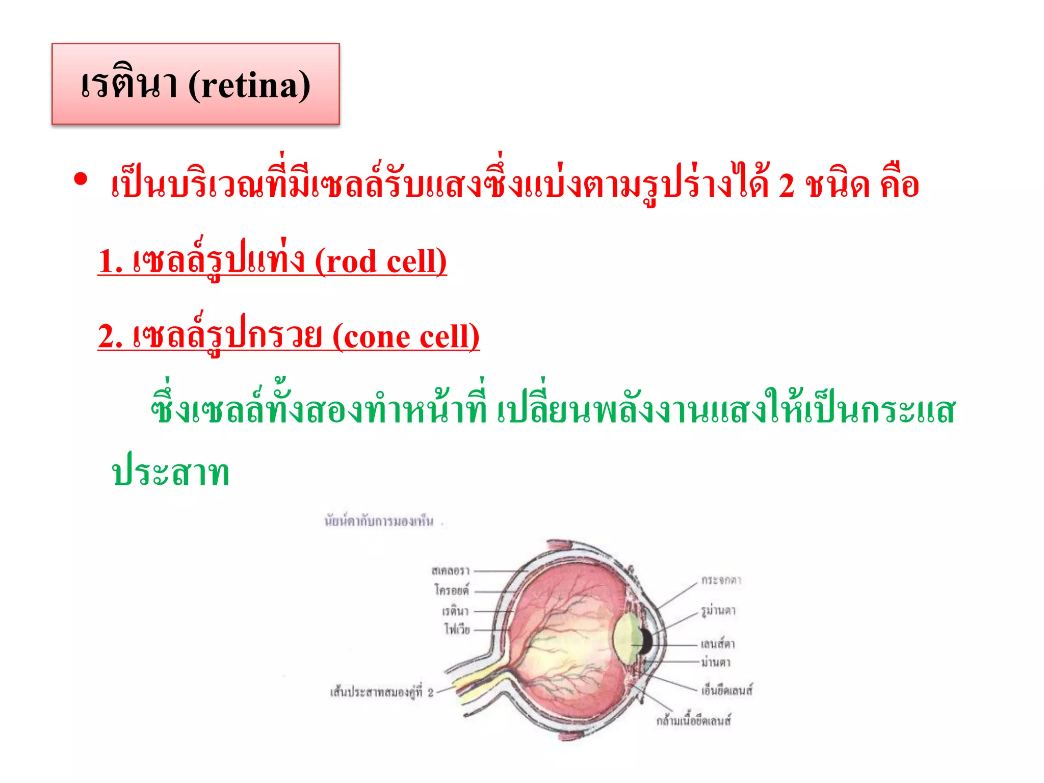 เรตินา (retina)
• เป็ นบริเวณทีมเี ซลล์ รับแสงซึ่งแบ่ งตามรู ปร่ างได้ 2 ชนิด คือ
                    ่
 1. เซลล์ รูปแท่ ง (rod cell)
 2. เซลล์ รูปกรวย (cone cell)
      ซึ่งเซลล์ ท้งสองทาหน้ าที่ เปลียนพลังงานแสงให้ เป็ นกระแส
                  ั                  ่
  ประสาท
 