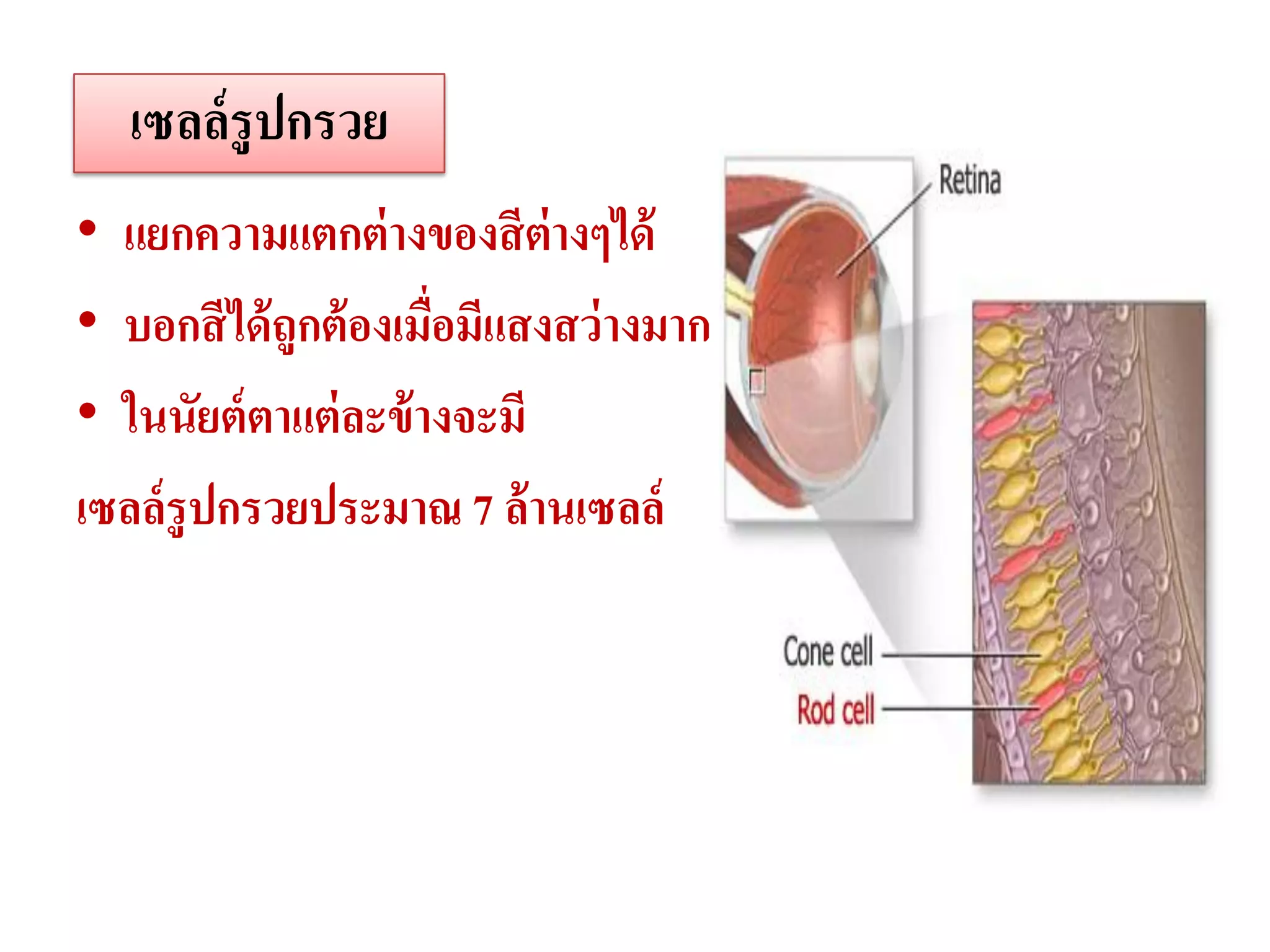เซลล์ รูปกรวย
• แยกความแตกต่ างของสี ต่างๆได้
• บอกสี ได้ ถูกต้ องเมือมีแสงสว่ างมาก
                       ่
• ในนัยต์ ตาแต่ ละข้ างจะมี
เซลล์ รูปกรวยประมาณ 7 ล้ านเซลล์
 