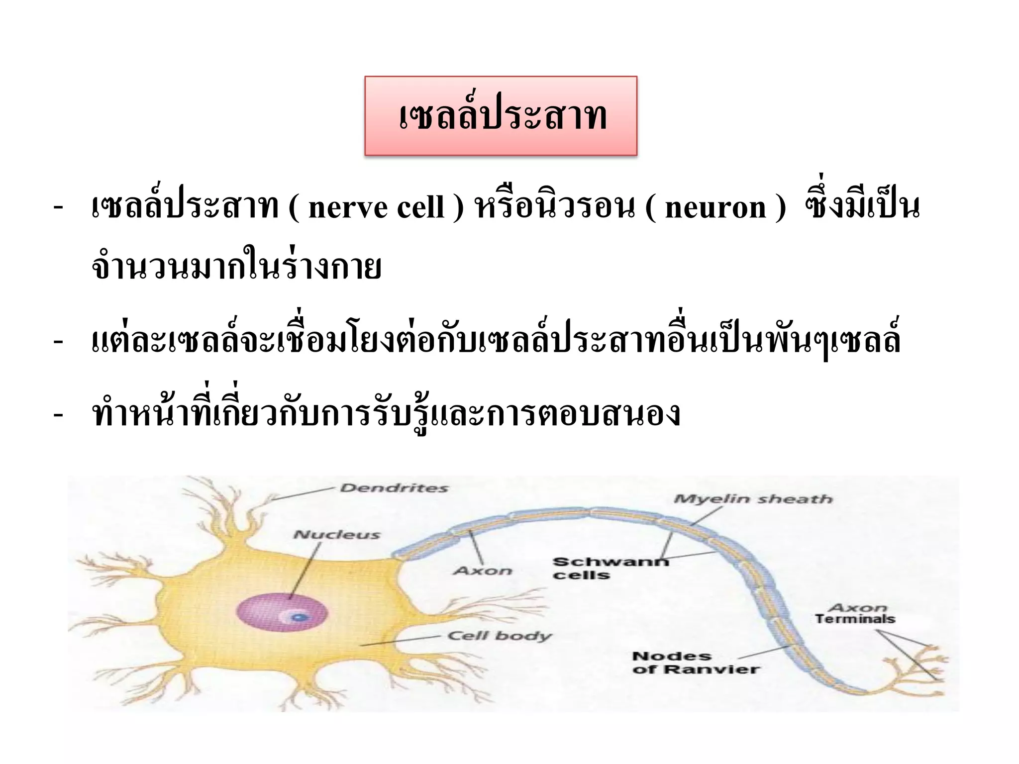 เซลล์ ประสาท
- เซลล์ ประสาท ( nerve cell ) หรือนิวรอน ( neuron ) ซึ่งมีเป็ น
  จานวนมากในร่ างกาย
- แต่ ละเซลล์จะเชื่อมโยงต่ อกับเซลล์ ประสาทอืนเป็ นพันๆเซลล์
                                             ่
- ทาหน้ าทีเ่ กียวกับการรับรู้และการตอบสนอง
                ่
  การทางานของเซลล์ ประสาท

  Na+ ที่อยู่ภายในเซลล์ จะถูกลาเลียงออกโดยอาศัยพลังงานจาก
 