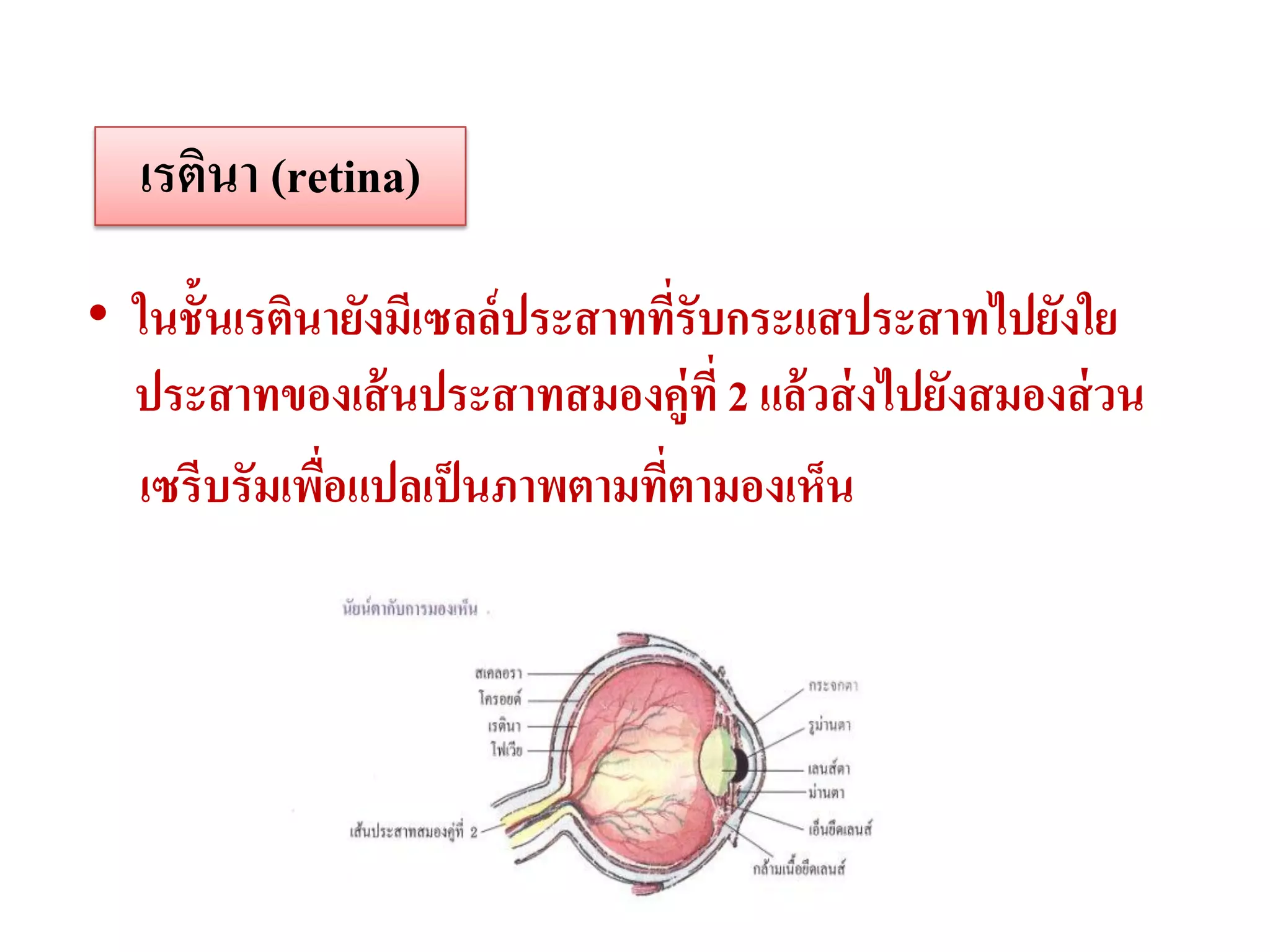 เรตินา (retina)

• ในชั้นเรตินายังมีเซลล์ ประสาทที่รับกระแสประสาทไปยังใย
  ประสาทของเส้ นประสาทสมองคู่ที่ 2 แล้ วส่ งไปยังสมองส่ วน
  เซรีบรัมเพือแปลเป็ นภาพตามทีตามองเห็น
             ่                  ่
 