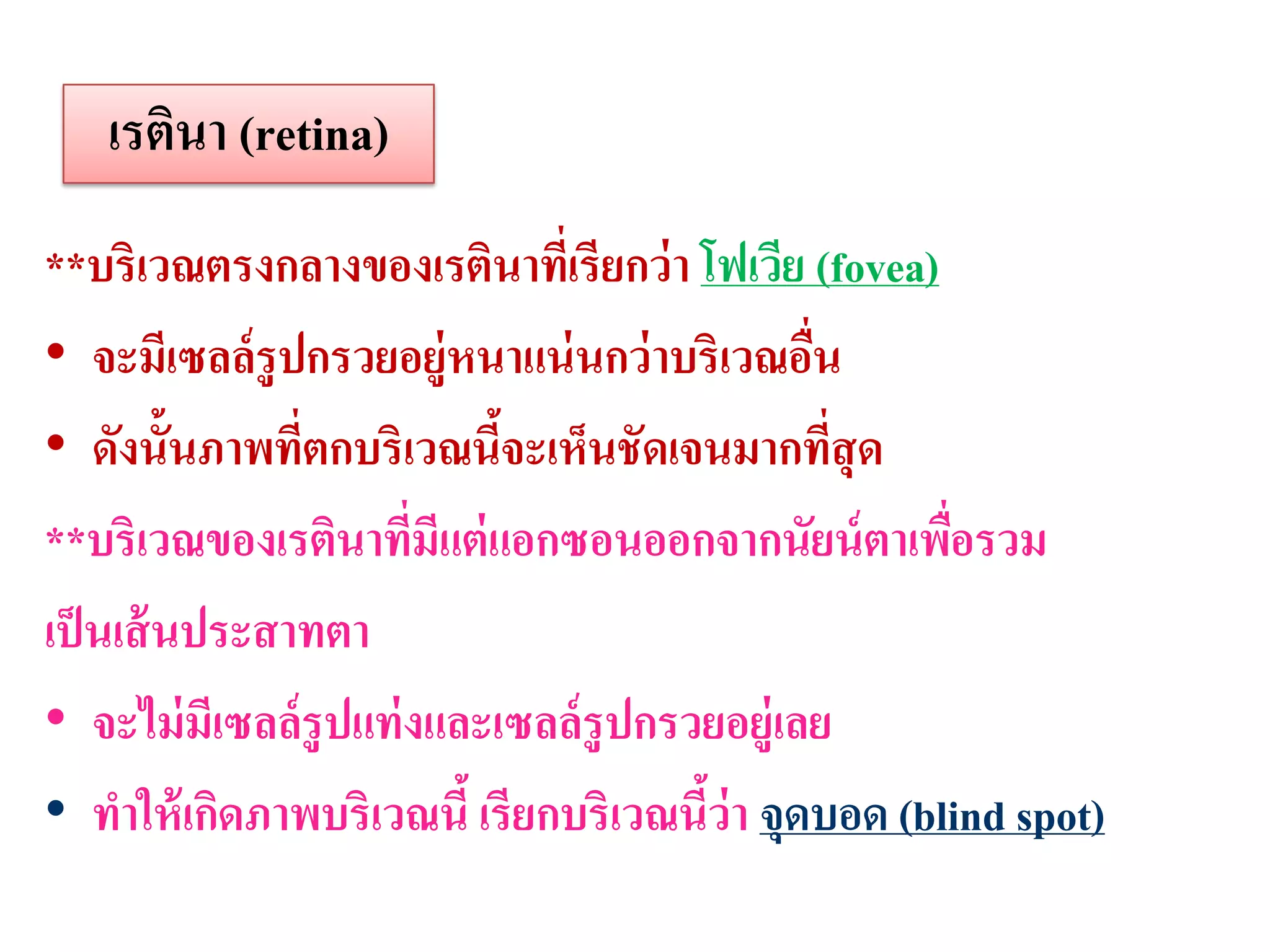 เรตินา (retina)
**บริเวณตรงกลางของเรตินาทีเ่ รียกว่ า โฟเวีย (fovea)
• จะมีเซลล์ รูปกรวยอยู่หนาแน่ นกว่ าบริเวณอืน่
• ดังนั้นภาพทีตกบริเวณนีจะเห็นชัดเจนมากทีสุด
               ่           ้                   ่
**บริเวณของเรตินาที่มีแต่ แอกซอนออกจากนัยน์ ตาเพือรวม่
เป็ นเส้ นประสาทตา
• จะไม่ มีเซลล์รูปแท่ งและเซลล์ รูปกรวยอยู่เลย
• ทาให้ เกิดภาพบริเวณนี้ เรียกบริเวณนีว่า จุดบอด (blind spot)
                                      ้
 