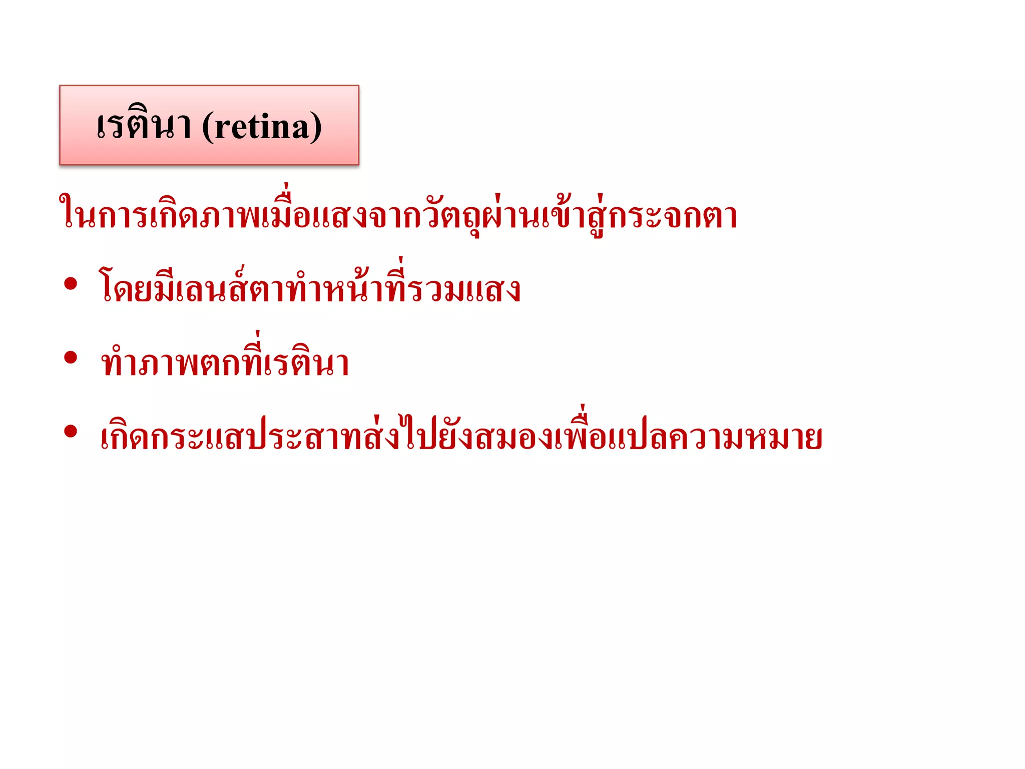 เรตินา (retina)
ในการเกิดภาพเมื่อแสงจากวัตถุผ่านเข้ าสู่ กระจกตา
• โดยมีเลนส์ ตาทาหน้ าที่รวมแสง
• ทาภาพตกทีเ่ รตินา
• เกิดกระแสประสาทส่ งไปยังสมองเพือแปลความหมาย
                                     ่
 