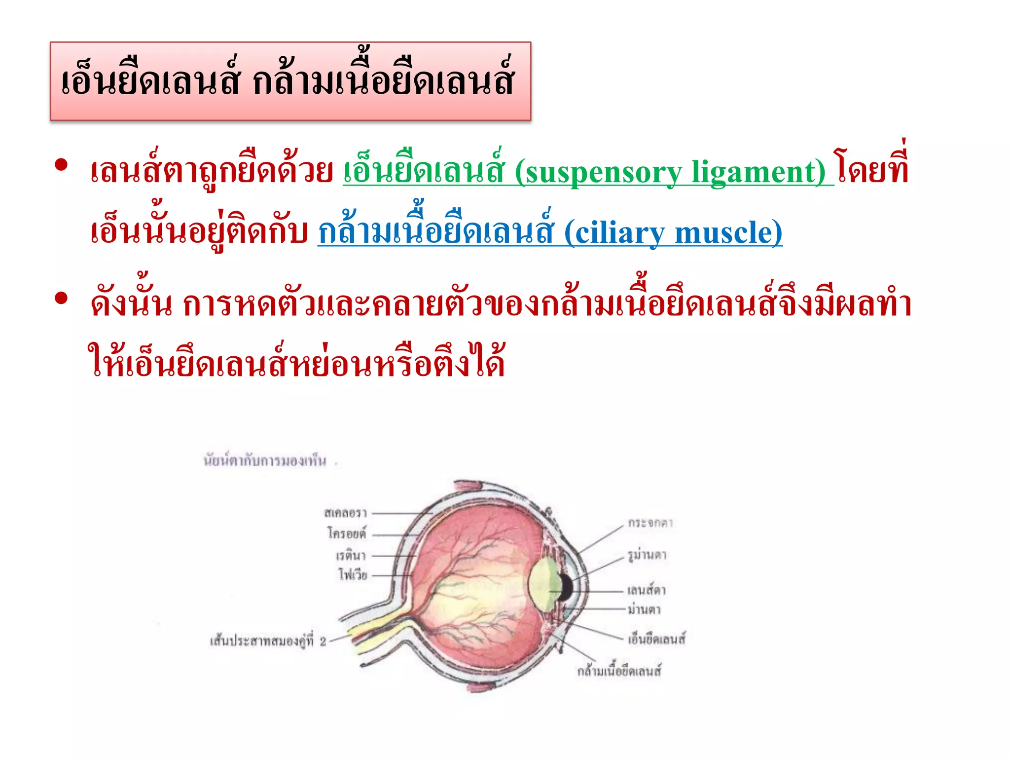 เอ็นยืดเลนส์ กล้ ามเนือยืดเลนส์
                      ้
• เลนส์ ตาถูกยืดด้ วย เอ็นยืดเลนส์ (suspensory ligament) โดยที่
  เอ็นนั้นอยู่ตดกับ กล้ ามเนือยืดเลนส์ (ciliary muscle)
               ิ             ้
• ดังนั้น การหดตัวและคลายตัวของกล้ ามเนือยึดเลนส์ จงมีผลทา
                                              ้         ึ
  ให้ เอ็นยึดเลนส์ หย่ อนหรือตึงได้
 