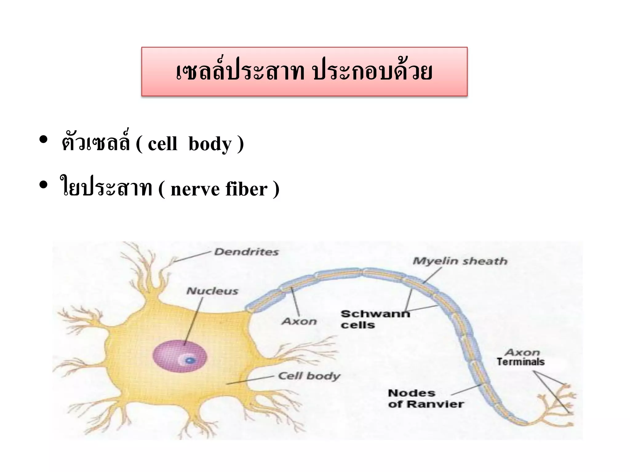 เซลล์ ประสาท ประกอบด้ วย

• ตัวเซลล์ ( cell body )
• ใยประสาท ( nerve fiber )
 