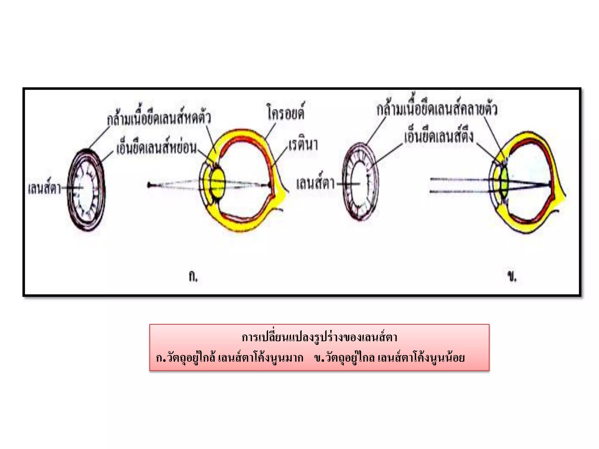 การเปลียนแปลงรูปร่ างของเลนส์ ตา
                             ่
ก.วัตถุอยู่ใกล้ เลนส์ ตาโค้งนูนมาก ข.วัตถุอยู่ไกล เลนส์ ตาโค้งนูนน้ อย
 