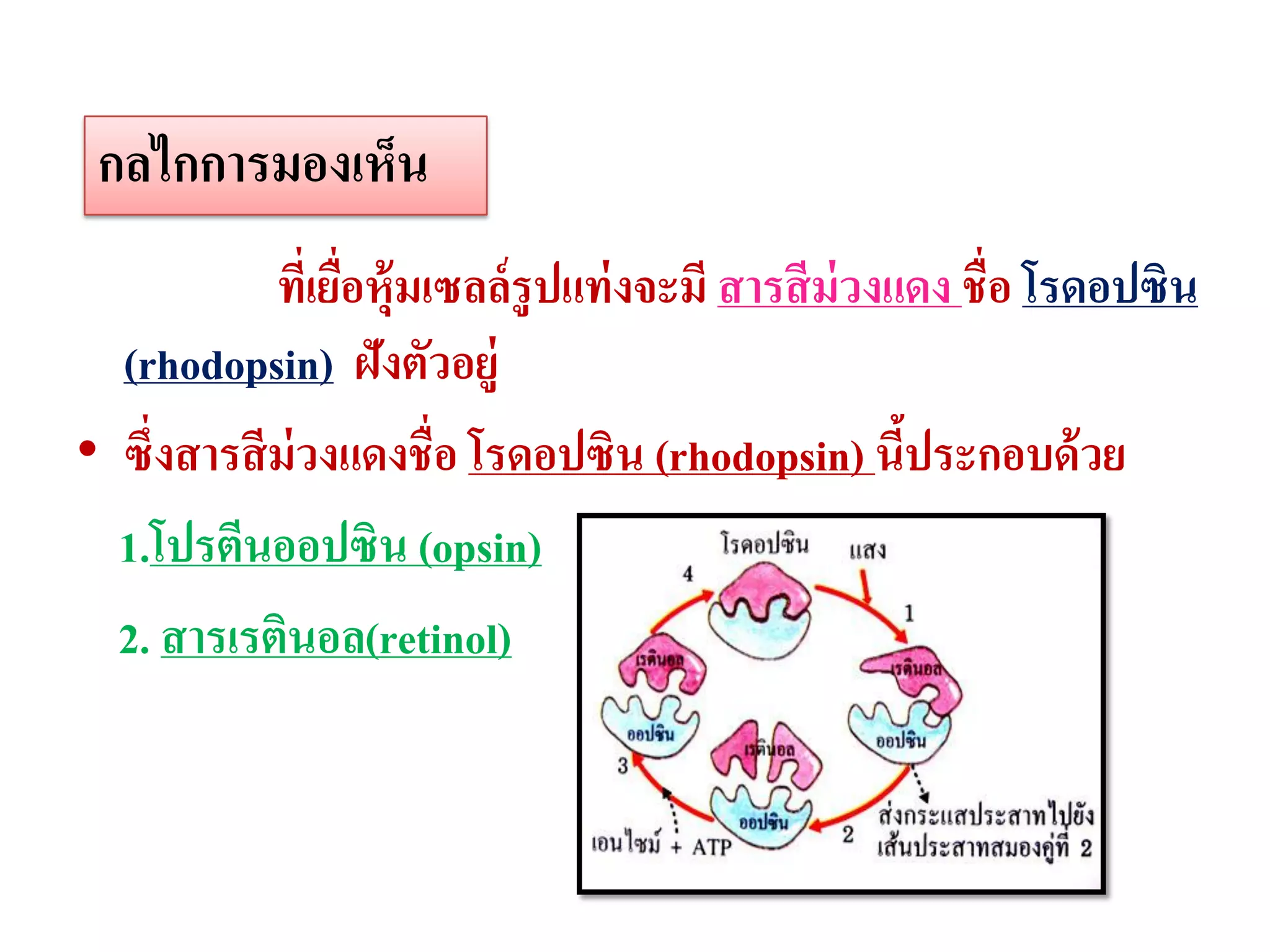 กลไกการมองเห็น
            ทีเ่ ยือหุ้มเซลล์ รูปแท่ งจะมี สารสี ม่วงแดง ชื่อ โรดอปซิน
                   ่
  (rhodopsin) ฝังตัวอยู่
• ซึ่งสารสี ม่วงแดงชื่อ โรดอปซิน (rhodopsin) นีประกอบด้ วย
                                                      ้
  1.โปรตีนออปซิน (opsin)
  2. สารเรตินอล(retinol)
 