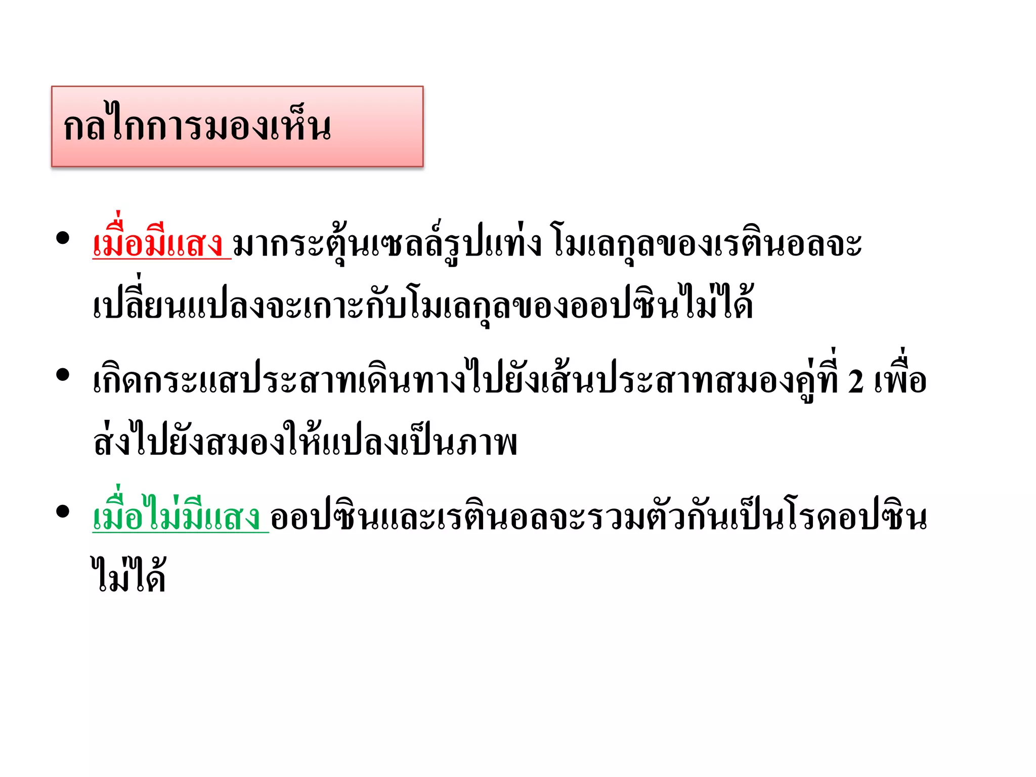 กลไกการมองเห็น

• เมื่อมีแสง มากระตุ้นเซลล์รูปแท่ ง โมเลกุลของเรตินอลจะ
  เปลียนแปลงจะเกาะกับโมเลกุลของออปซินไม่ ได้
       ่
• เกิดกระแสประสาทเดินทางไปยังเส้ นประสาทสมองคู่ที่ 2 เพือ
                                                        ่
  ส่ งไปยังสมองให้ แปลงเป็ นภาพ
• เมื่อไม่ มีแสง ออปซินและเรตินอลจะรวมตัวกันเป็ นโรดอปซิน
  ไม่ ได้
 