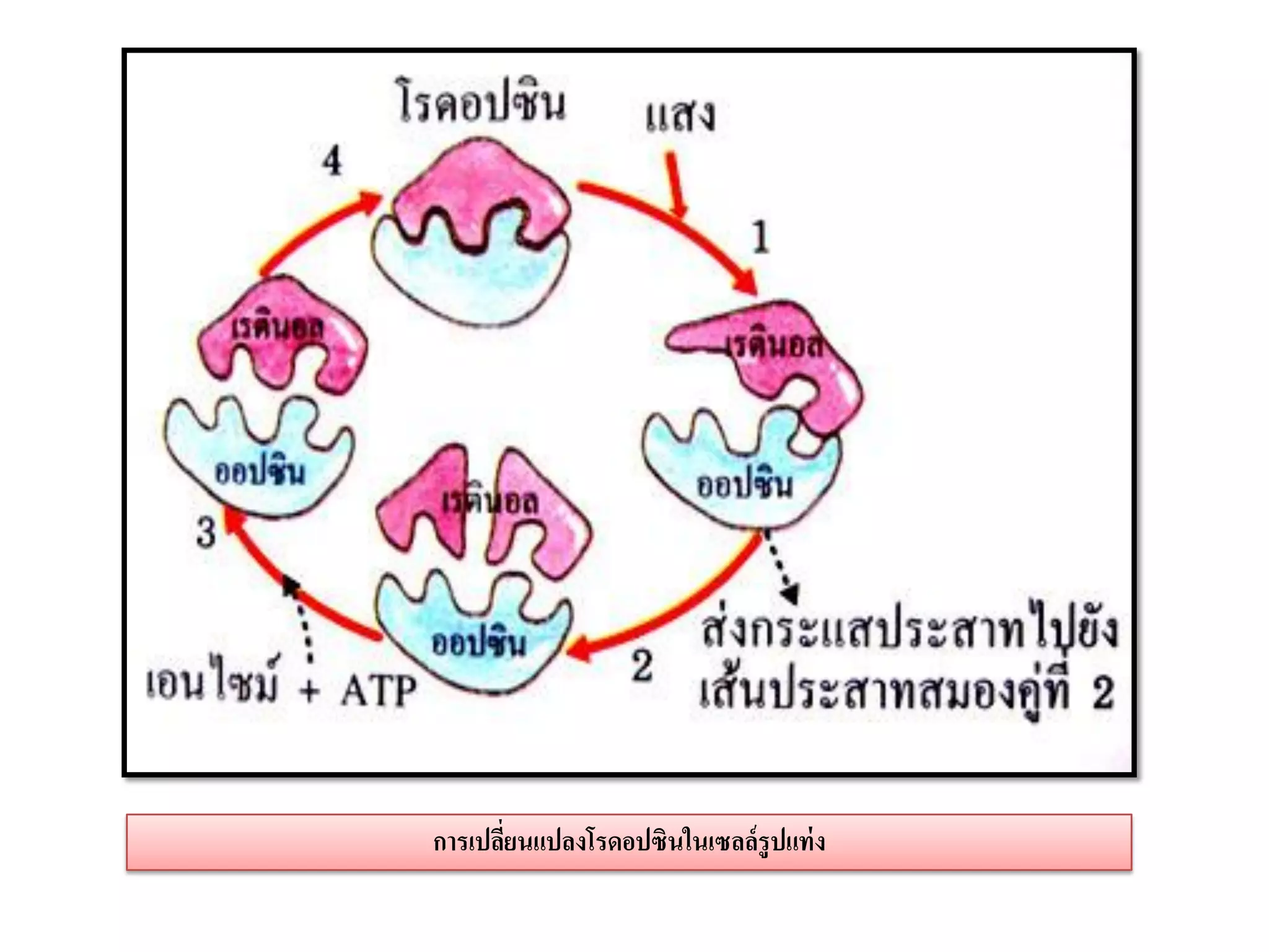 การเปลียนแปลงโรดอปซินในเซลล์รูปแท่ ง
       ่
 