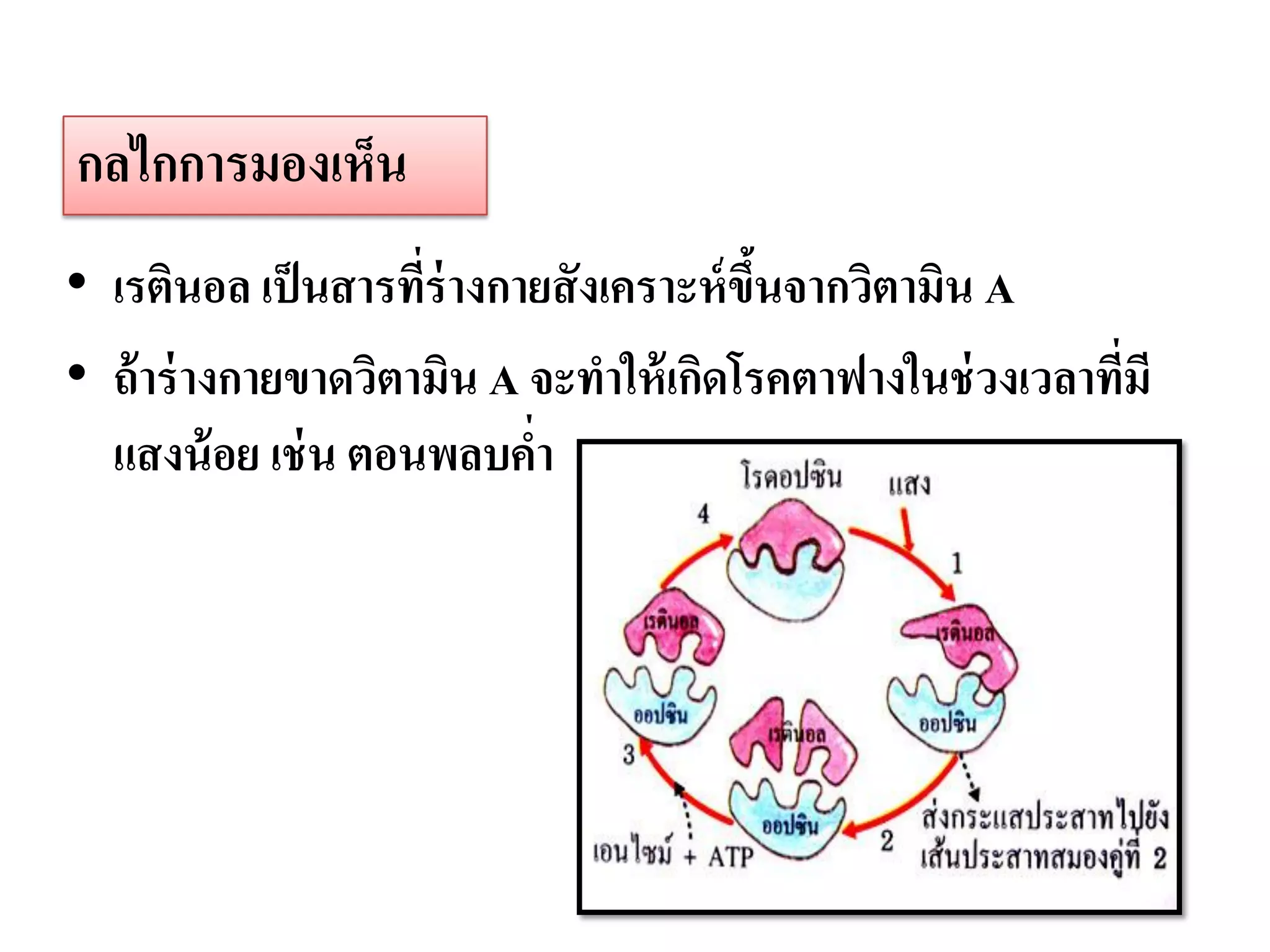 กลไกการมองเห็น
• เรตินอล เป็ นสารที่ร่างกายสั งเคราะห์ ขนจากวิตามิน A
                                         ึ้
• ถ้ าร่ างกายขาดวิตามิน A จะทาให้ เกิดโรคตาฟางในช่ วงเวลาที่มี
  แสงน้ อย เช่ น ตอนพลบคา  ่
 