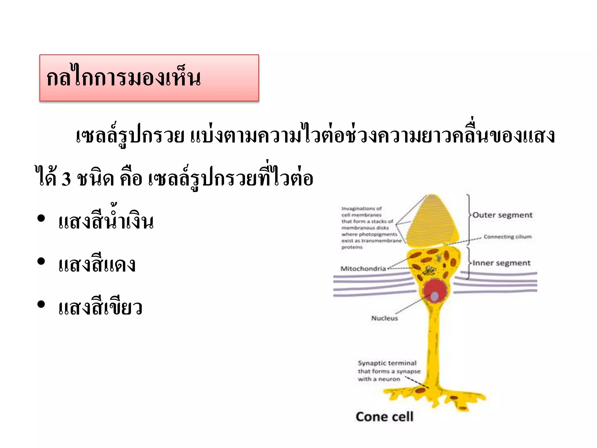 กลไกการมองเห็น
      เซลล์ รูปกรวย แบ่ งตามความไวต่ อช่ วงความยาวคลืนของแสง
                                                     ่
ได้ 3 ชนิด คือ เซลล์ รูปกรวยที่ไวต่ อ
• แสงสี นาเงิน
            ้
• แสงสี แดง
• แสงสี เขียว
 