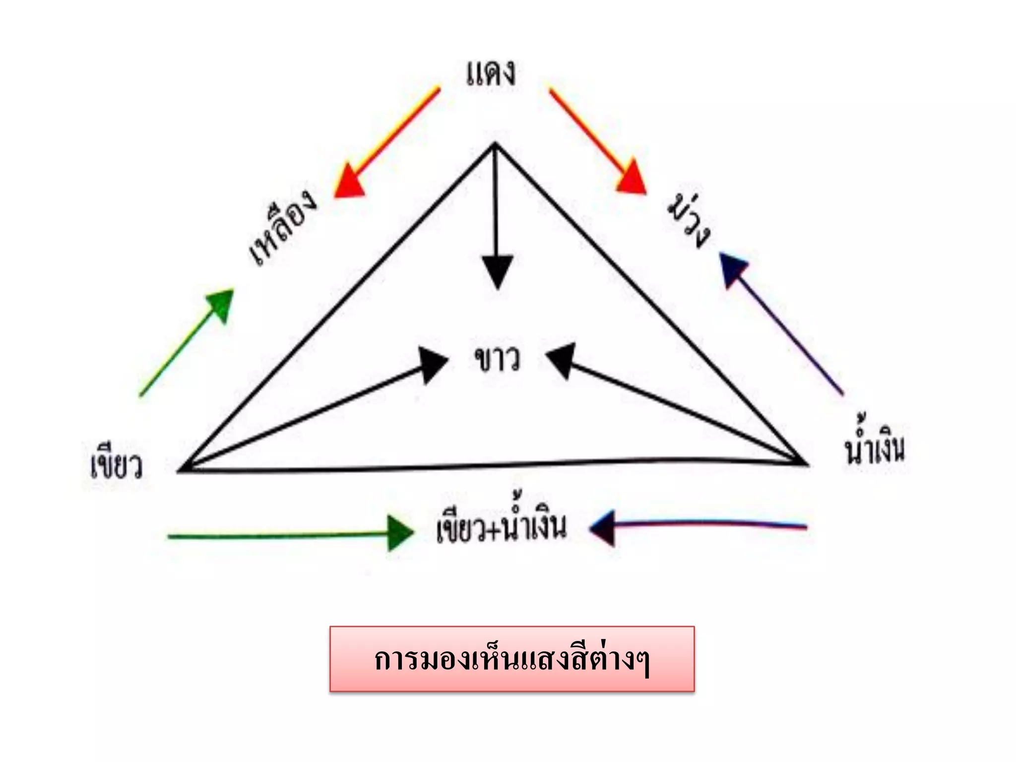 การมองเห็นแสงสี ต่างๆ
 