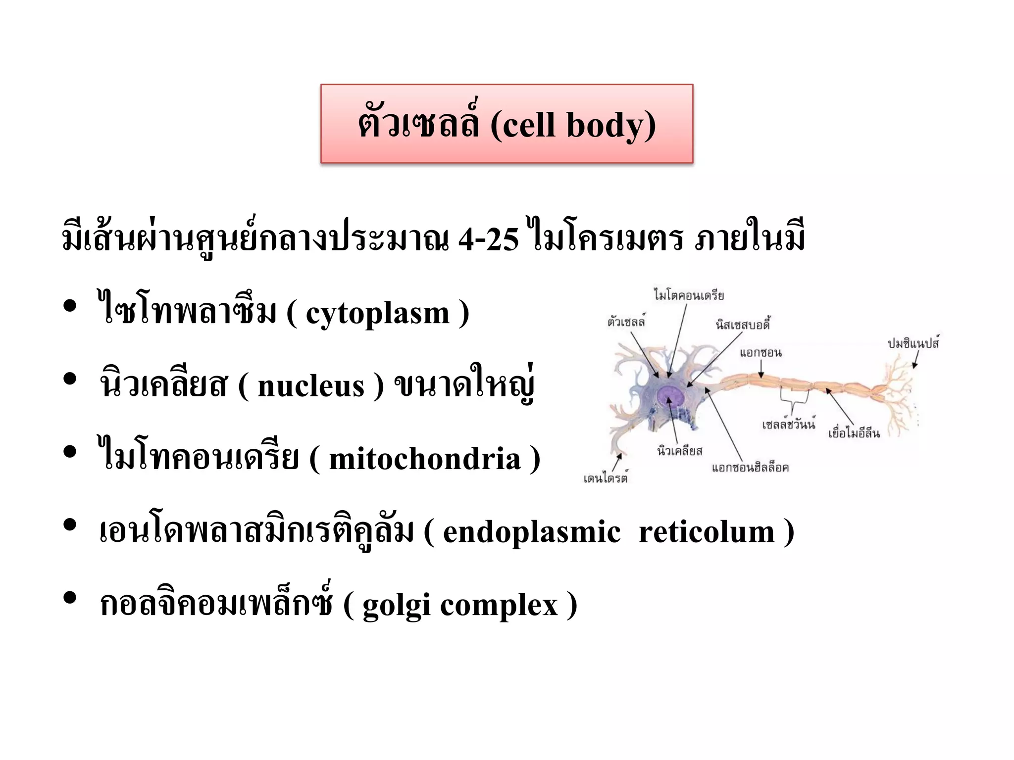 ตัวเซลล์ (cell body)

มีเส้ นผ่ านศูนย์ กลางประมาณ 4-25 ไมโครเมตร ภายในมี
• ไซโทพลาซึม ( cytoplasm )
• นิวเคลียส ( nucleus ) ขนาดใหญ่
• ไมโทคอนเดรีย ( mitochondria )
• เอนโดพลาสมิกเรติคูลม ( endoplasmic reticolum )
                         ั
• กอลจิคอมเพล็กซ์ ( golgi complex )
 