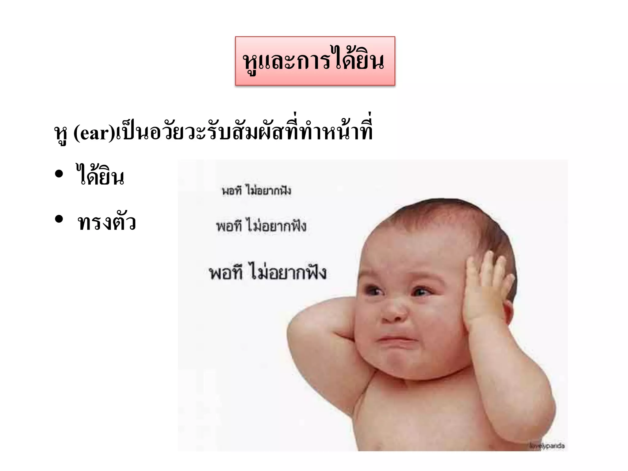 หูและการได้ ยน
                                     ิ

หู (ear)เป็ นอวัยวะรับสั มผัสที่ทาหน้ าที่
• ได้ ยน
       ิ
• ทรงตัว
 