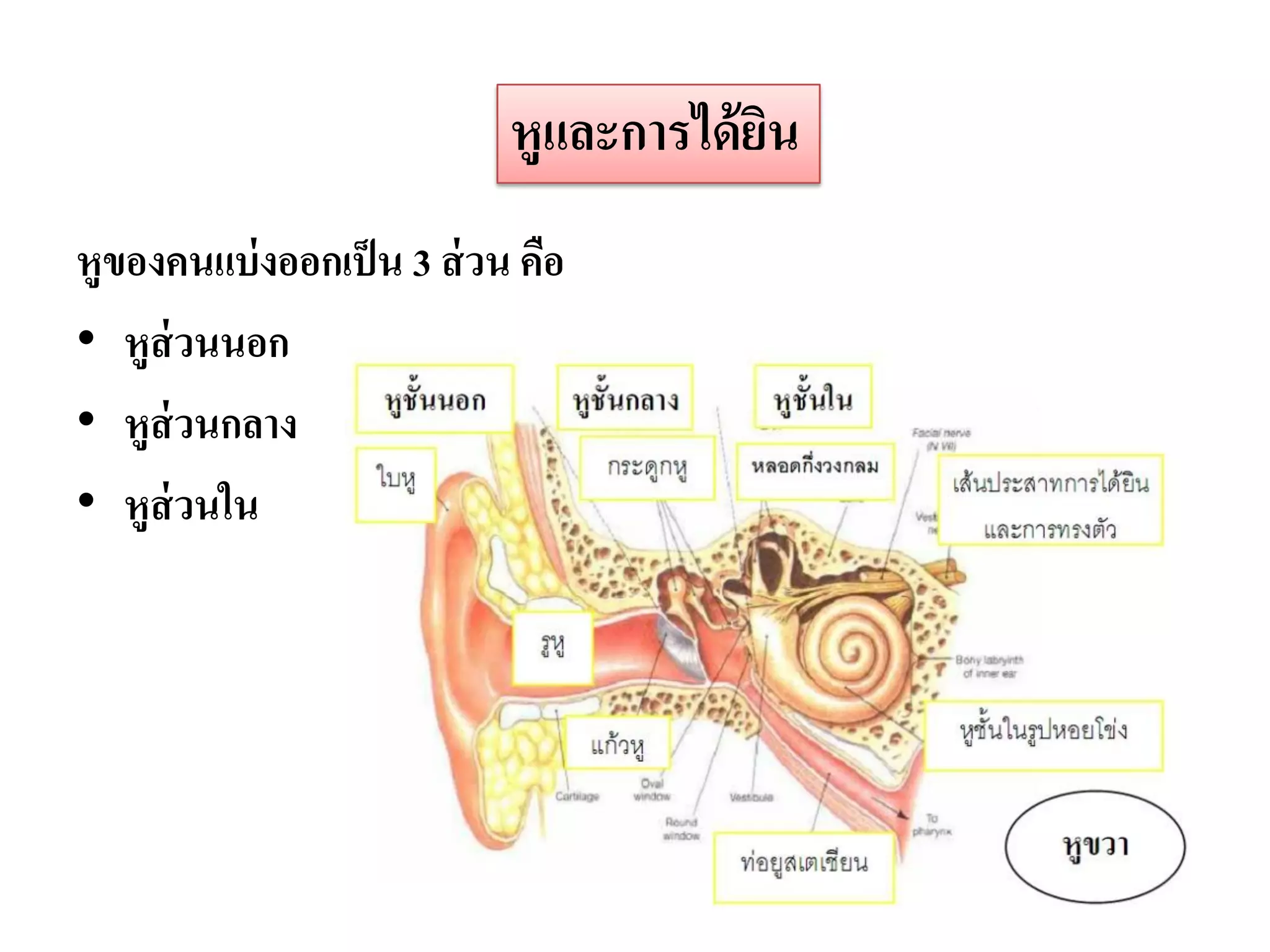 หูและการได้ ยน
                                         ิ
หูของคนแบ่ งออกเป็ น 3 ส่ วน คือ
• หูส่วนนอก
• หูส่วนกลาง
• หูส่วนใน
 