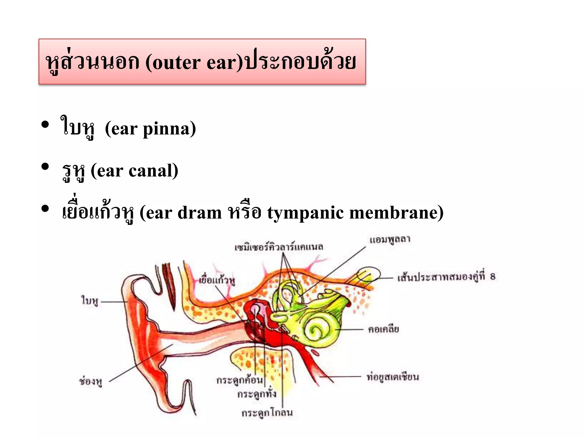 หูส่วนนอก (outer ear)ประกอบด้ วย

• ใบหู (ear pinna)
• รู หู (ear canal)
• เยือแก้ วหู (ear dram หรือ tympanic membrane)
     ่
 