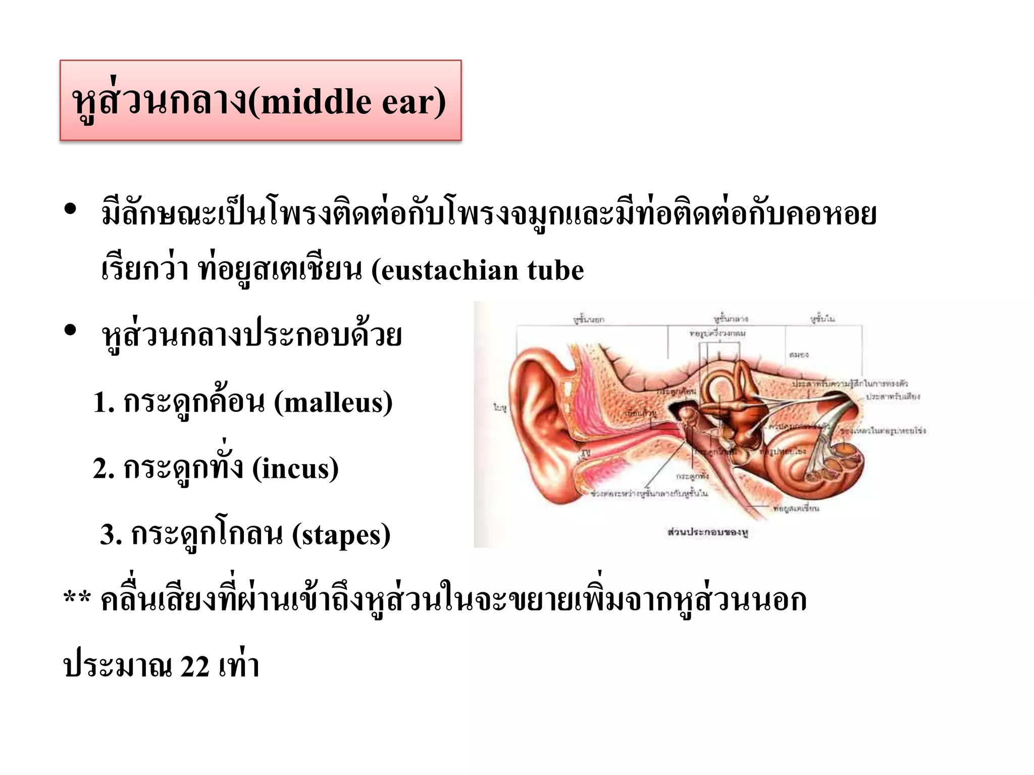 หูส่วนกลาง(middle ear)
• มีลกษณะเป็ นโพรงติดต่ อกับโพรงจมูกและมีท่อติดต่ อกับคอหอย
         ั
   เรียกว่ า ท่ อยูสเตเชียน (eustachian tube
• หูส่วนกลางประกอบด้ วย
  1. กระดูกค้อน (malleus)
  2. กระดูกทัง (incus)
                 ่
   3. กระดูกโกลน (stapes)
** คลืนเสี ยงทีผ่านเข้ าถึงหูส่วนในจะขยายเพิมจากหูส่วนนอก
       ่           ่                         ่
ประมาณ 22 เท่ า
 