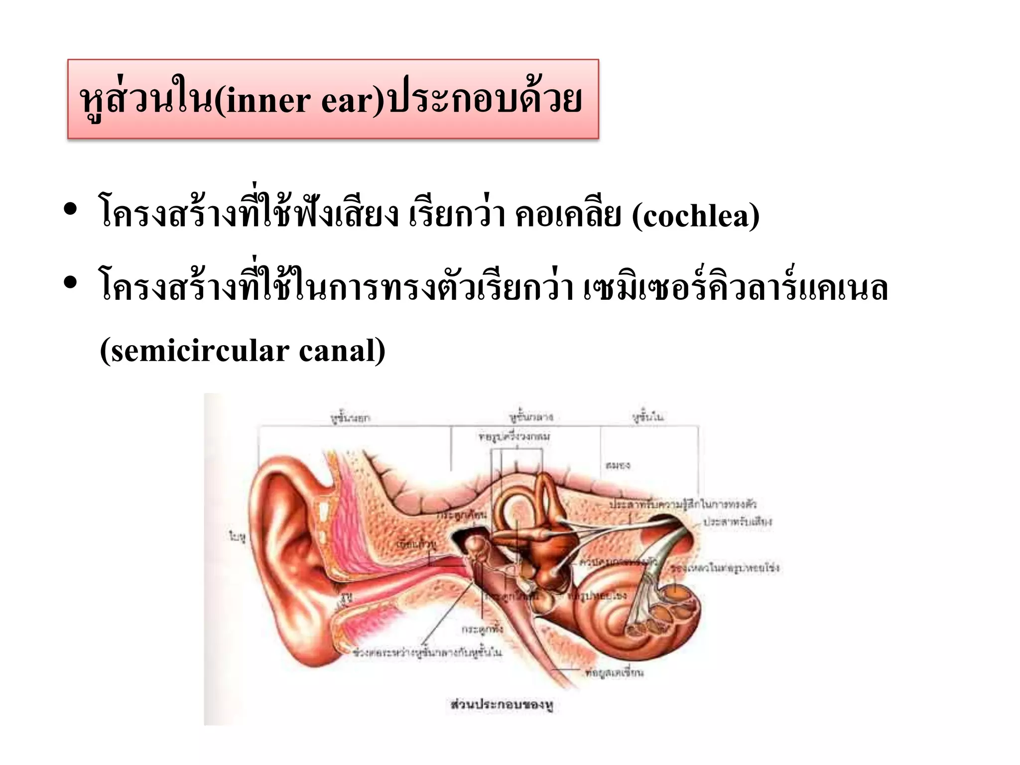 หูส่วนใน(inner ear)ประกอบด้ วย

• โครงสร้ างที่ใช้ ฟังเสี ยง เรียกว่ า คอเคลีย (cochlea)
• โครงสร้ างที่ใช้ ในการทรงตัวเรียกว่ า เซมิเซอร์ ควลาร์ แคเนล
                                                      ิ
  (semicircular canal)
 