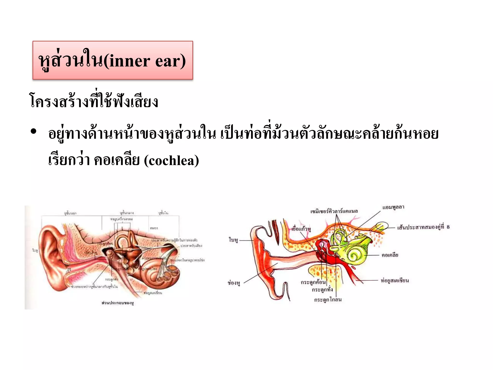 หูส่วนใน(inner ear)
โครงสร้ างทีใช้ ฟังเสี ยง
              ่
• อยู่ทางด้ านหน้ าของหูส่วนใน เป็ นท่ อทีม้วนตัวลักษณะคล้ายก้นหอย
                                          ่
   เรียกว่ า คอเคลีย (cochlea)
 