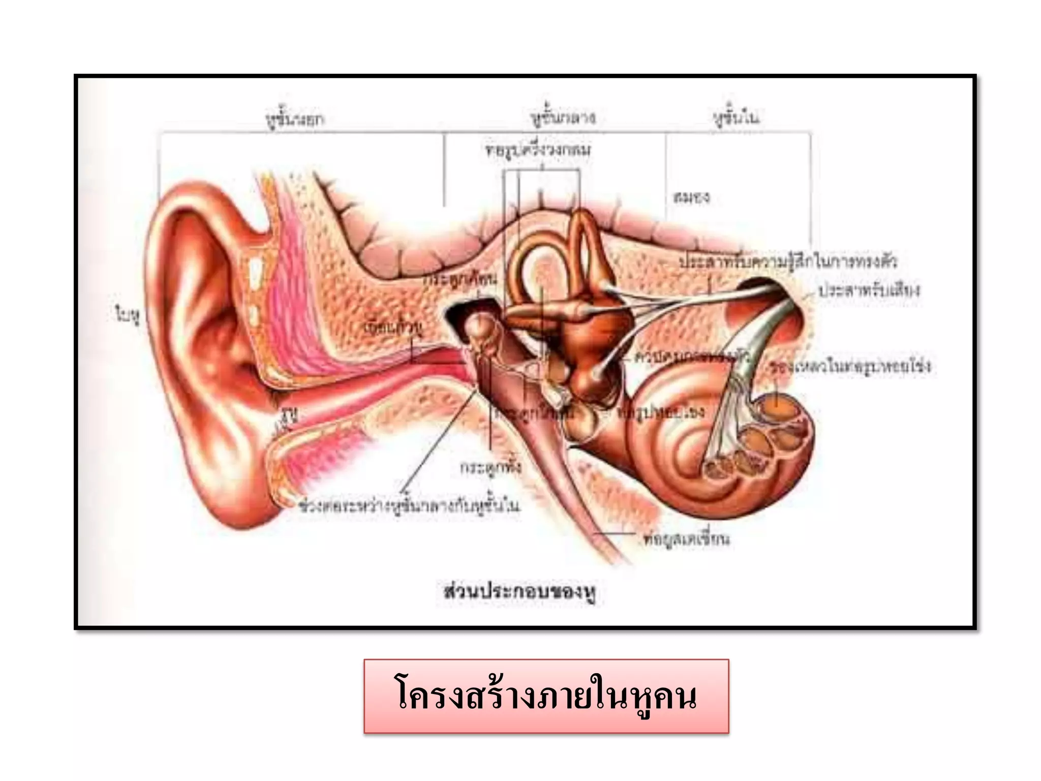 โครงสร้ างภายในหูคน
 