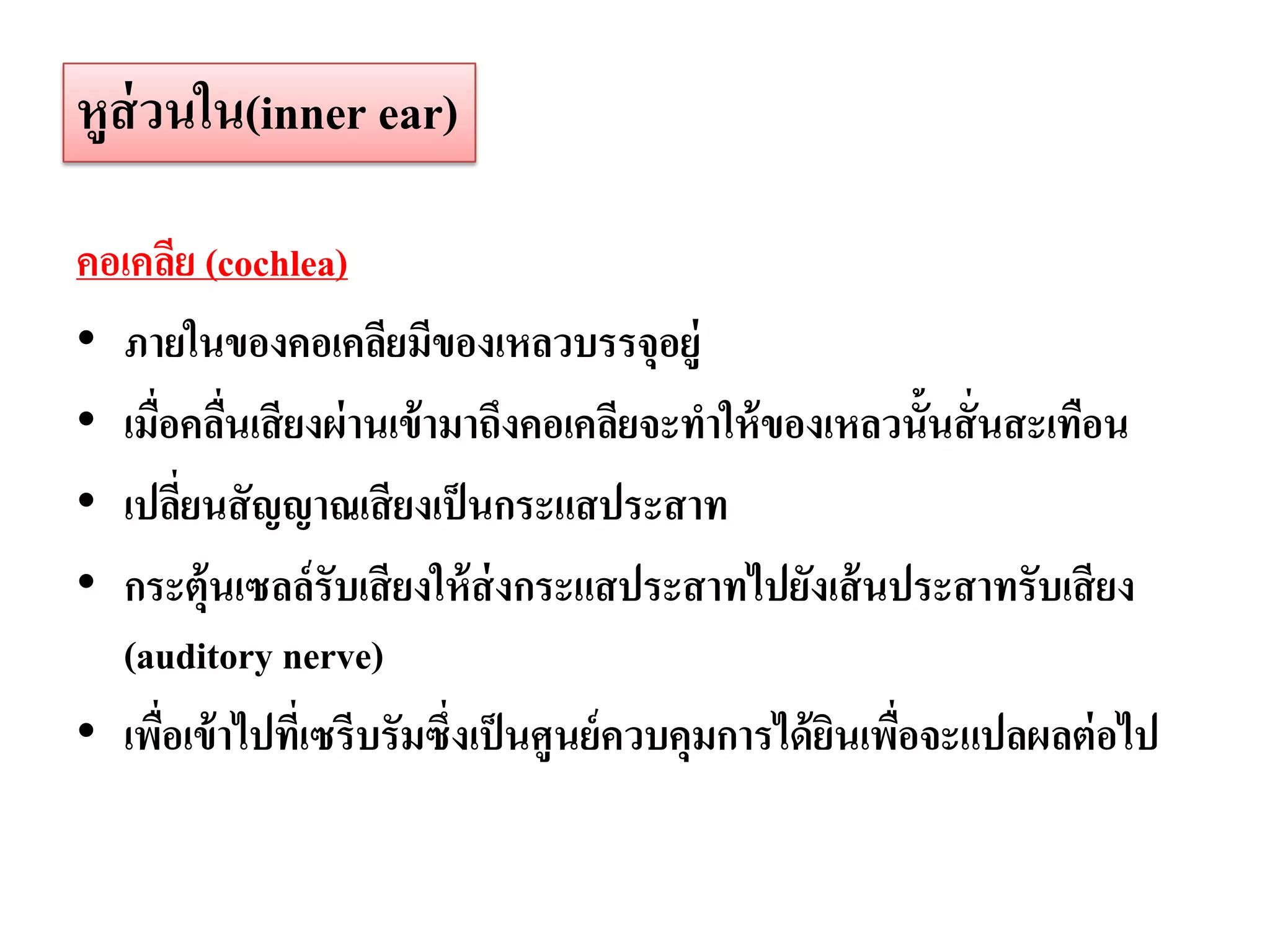 หูส่วนใน(inner ear)

คอเคลีย (cochlea)
• ภายในของคอเคลียมีของเหลวบรรจุอยู่
• เมื่อคลืนเสี ยงผ่ านเข้ ามาถึงคอเคลียจะทาให้ ของเหลวนั้นสั่ นสะเทือน
           ่
• เปลียนสั ญญาณเสี ยงเป็ นกระแสประสาท
        ่
• กระตุ้นเซลล์รับเสี ยงให้ ส่งกระแสประสาทไปยังเส้ นประสาทรับเสี ยง
  (auditory nerve)
• เพือเข้ าไปทีเ่ ซรีบรัมซึ่งเป็ นศูนย์ ควบคุมการได้ ยนเพือจะแปลผลต่ อไป
      ่                                               ิ ่
 
