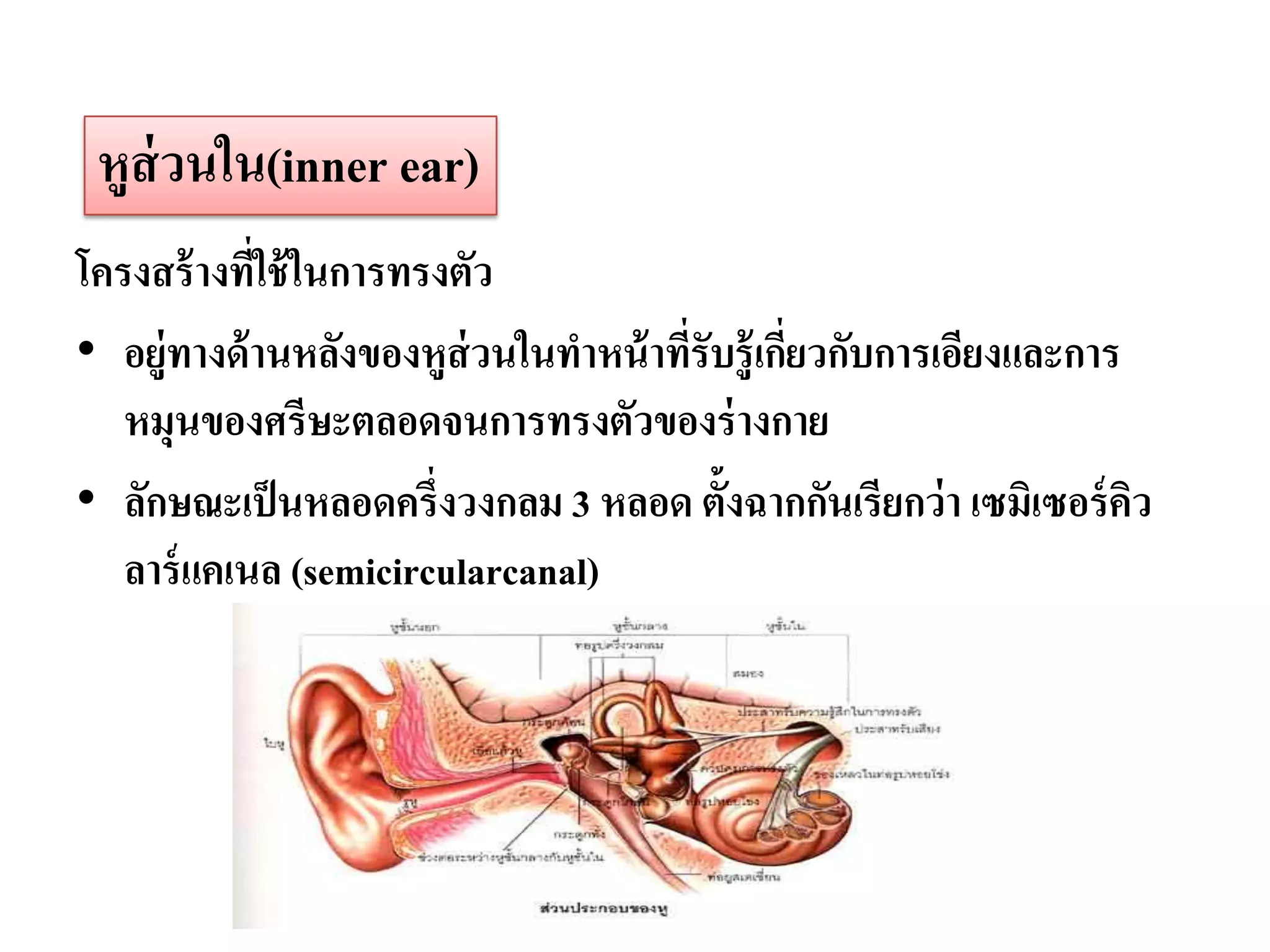 หูส่วนใน(inner ear)
โครงสร้ างทีใช้ ในการทรงตัว
            ่
• อยู่ทางด้ านหลังของหูส่วนในทาหน้ าทีรับรู้เกียวกับการเอียงและการ
                                      ่        ่
   หมุนของศรีษะตลอดจนการทรงตัวของร่ างกาย
• ลักษณะเป็ นหลอดครึ่งวงกลม 3 หลอด ตั้งฉากกันเรียกว่ า เซมิเซอร์ ควิ
   ลาร์ แคเนล (semicircularcanal)
 