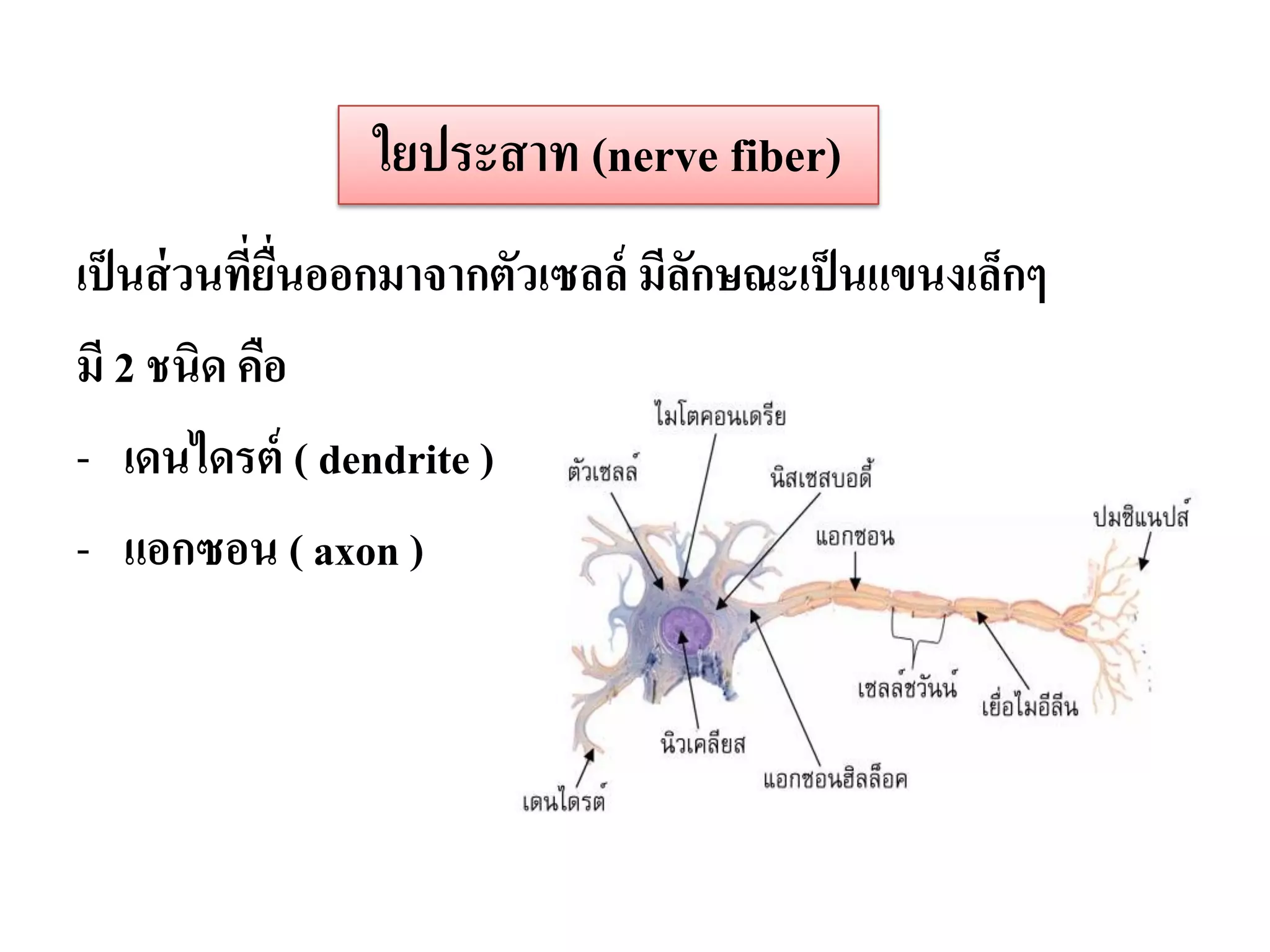 ใยประสาท (nerve fiber)
เป็ นส่ วนที่ยนออกมาจากตัวเซลล์ มีลกษณะเป็ นแขนงเล็กๆ
              ื่                   ั
มี 2 ชนิด คือ
- เดนไดรต์ ( dendrite )
- แอกซอน ( axon )
 