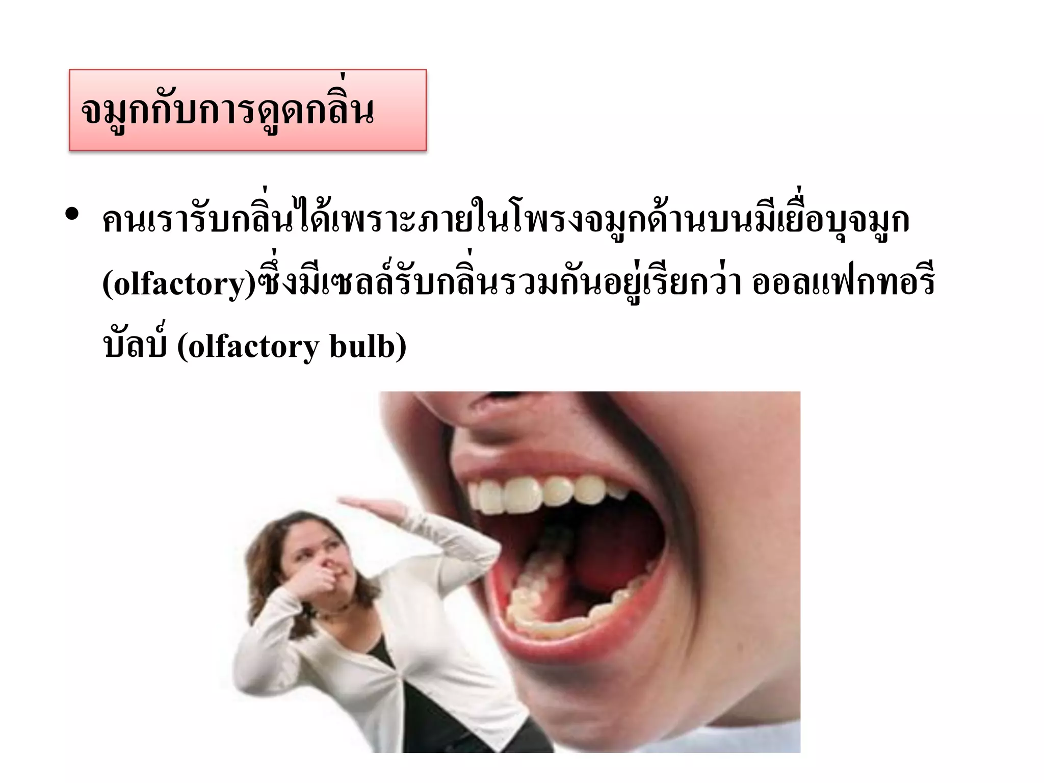จมูกกับการดูดกลิน
                 ่
• คนเรารับกลินได้ เพราะภายในโพรงจมูกด้ านบนมีเยือบุจมูก
               ่                                       ่
  (olfactory)ซึ่งมีเซลล์ รับกลินรวมกันอยู่เรียกว่ า ออลแฟกทอรี
                               ่
  บัลบ์ (olfactory bulb)
 