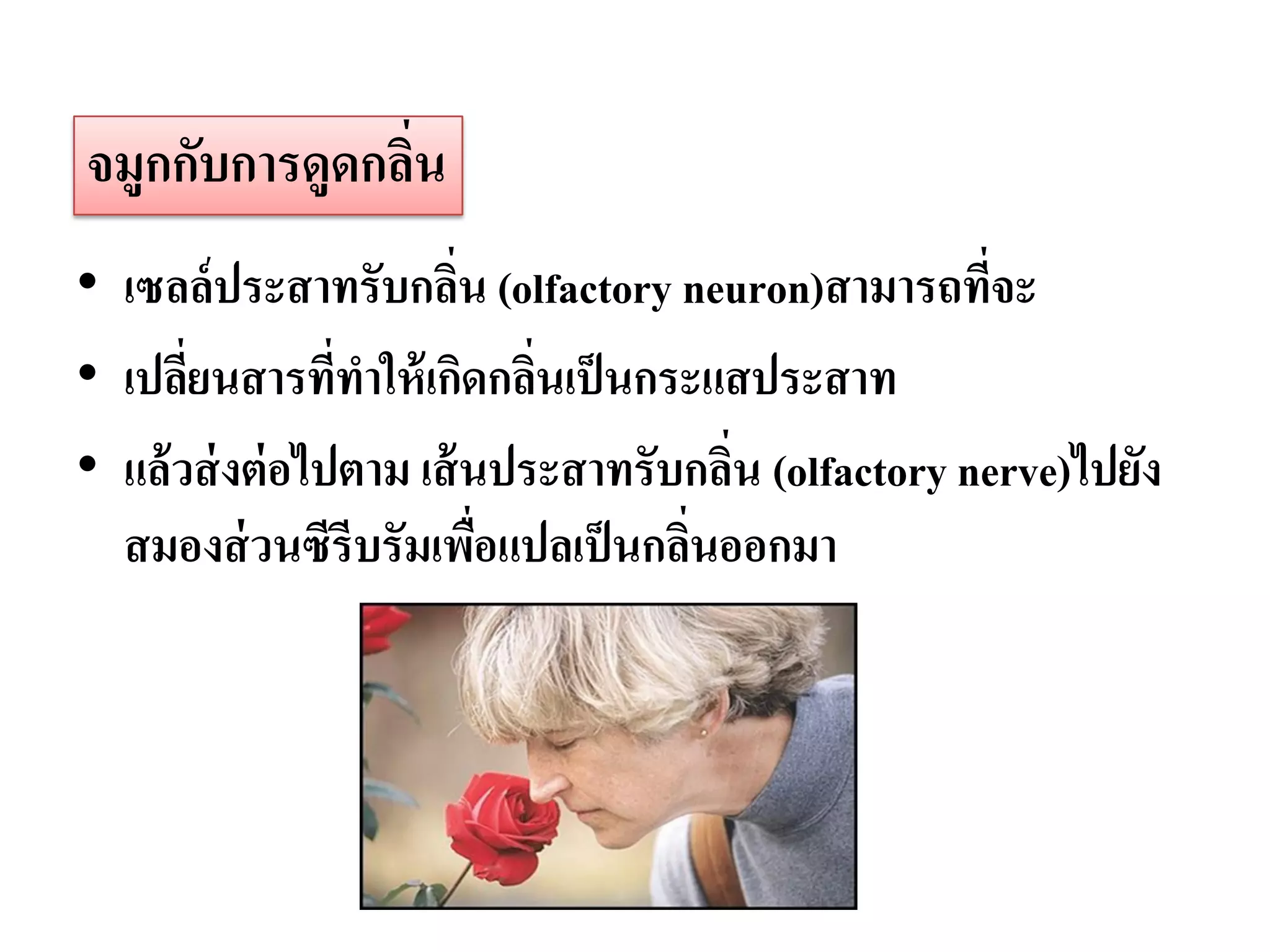จมูกกับการดูดกลิน
                ่
• เซลล์ ประสาทรับกลิน (olfactory neuron)สามารถทีจะ
                         ่                           ่
• เปลียนสารที่ทาให้ เกิดกลินเป็ นกระแสประสาท
       ่                     ่
• แล้ วส่ งต่ อไปตาม เส้ นประสาทรับกลิน (olfactory nerve)ไปยัง
                                      ่
  สมองส่ วนซีรีบรัมเพือแปลเป็ นกลินออกมา
                           ่       ่
 
