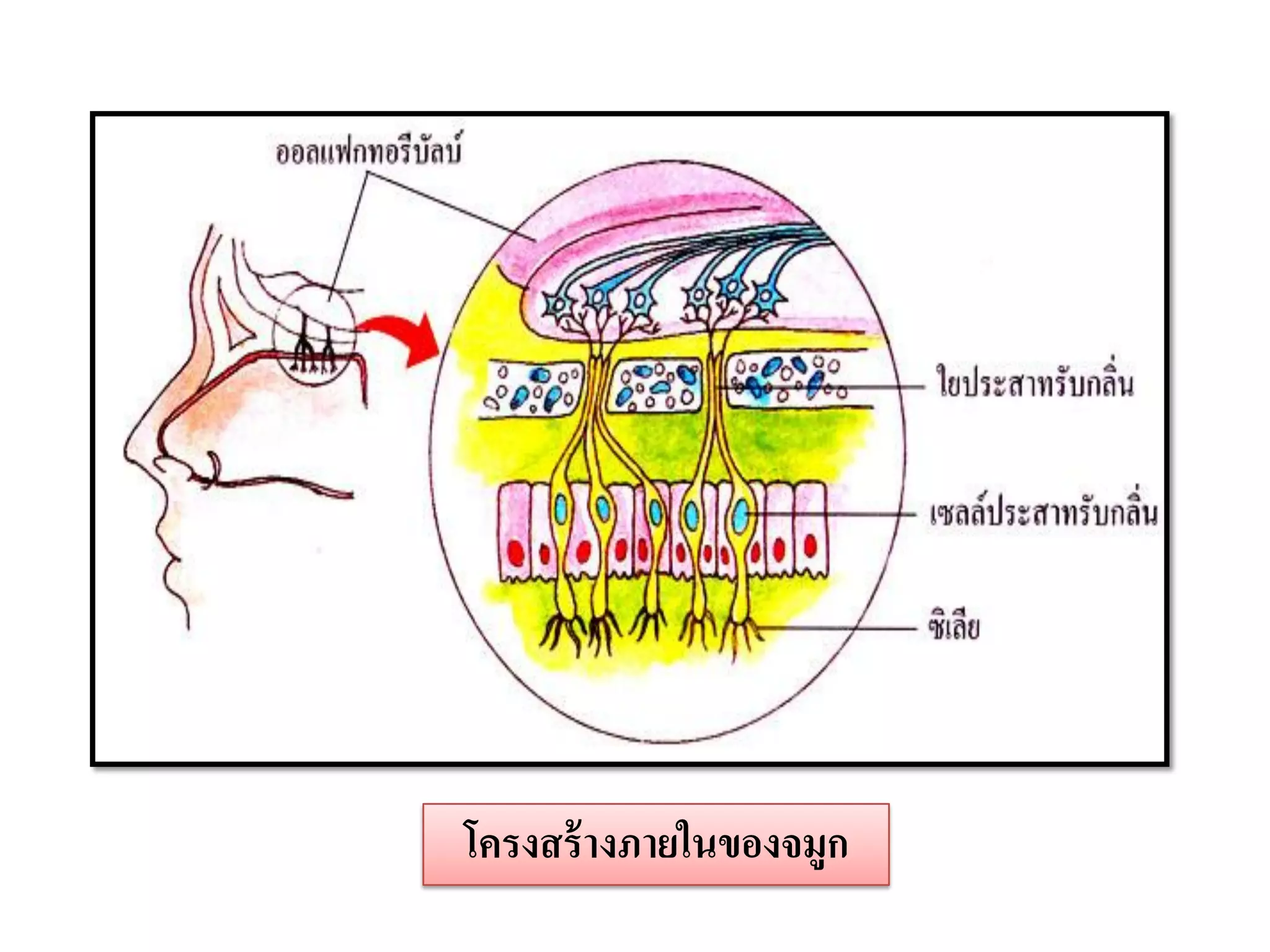 โครงสร้ างภายในของจมูก
 