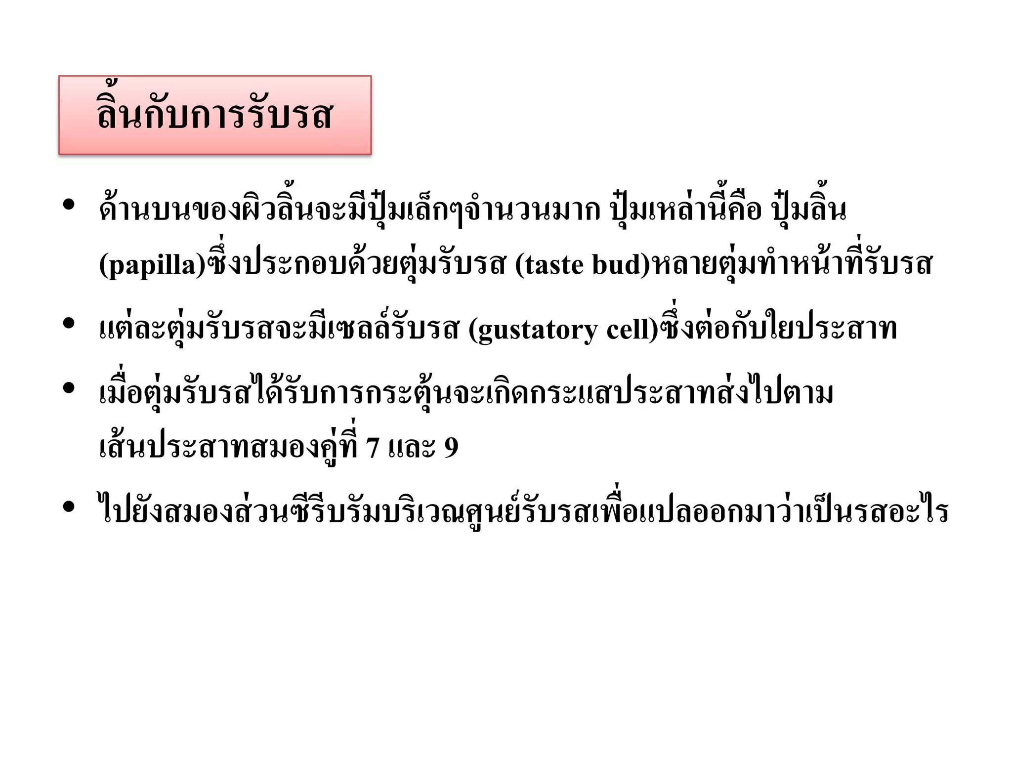 ลินกับการรับรส
    ้
• ด้ านบนของผิวลินจะมีปุ๋มเล็กๆจานวนมาก ปุ๋ มเหล่านีคอ ปุ๋ มลิน
                     ้                                  ้ ื    ้
  (papilla)ซึ่งประกอบด้ วยตุ่มรับรส (taste bud)หลายตุ่ มทาหน้ าทีรับรส
                                                                 ่
• แต่ ละตุ่มรับรสจะมีเซลล์รับรส (gustatory cell)ซึ่งต่ อกับใยประสาท
• เมื่อตุ่มรับรสได้ รับการกระตุ้นจะเกิดกระแสประสาทส่ งไปตาม
  เส้ นประสาทสมองคู่ที่ 7 และ 9
• ไปยังสมองส่ วนซีรีบรัมบริเวณศูนย์ รับรสเพือแปลออกมาว่ าเป็ นรสอะไร
                                             ่
 