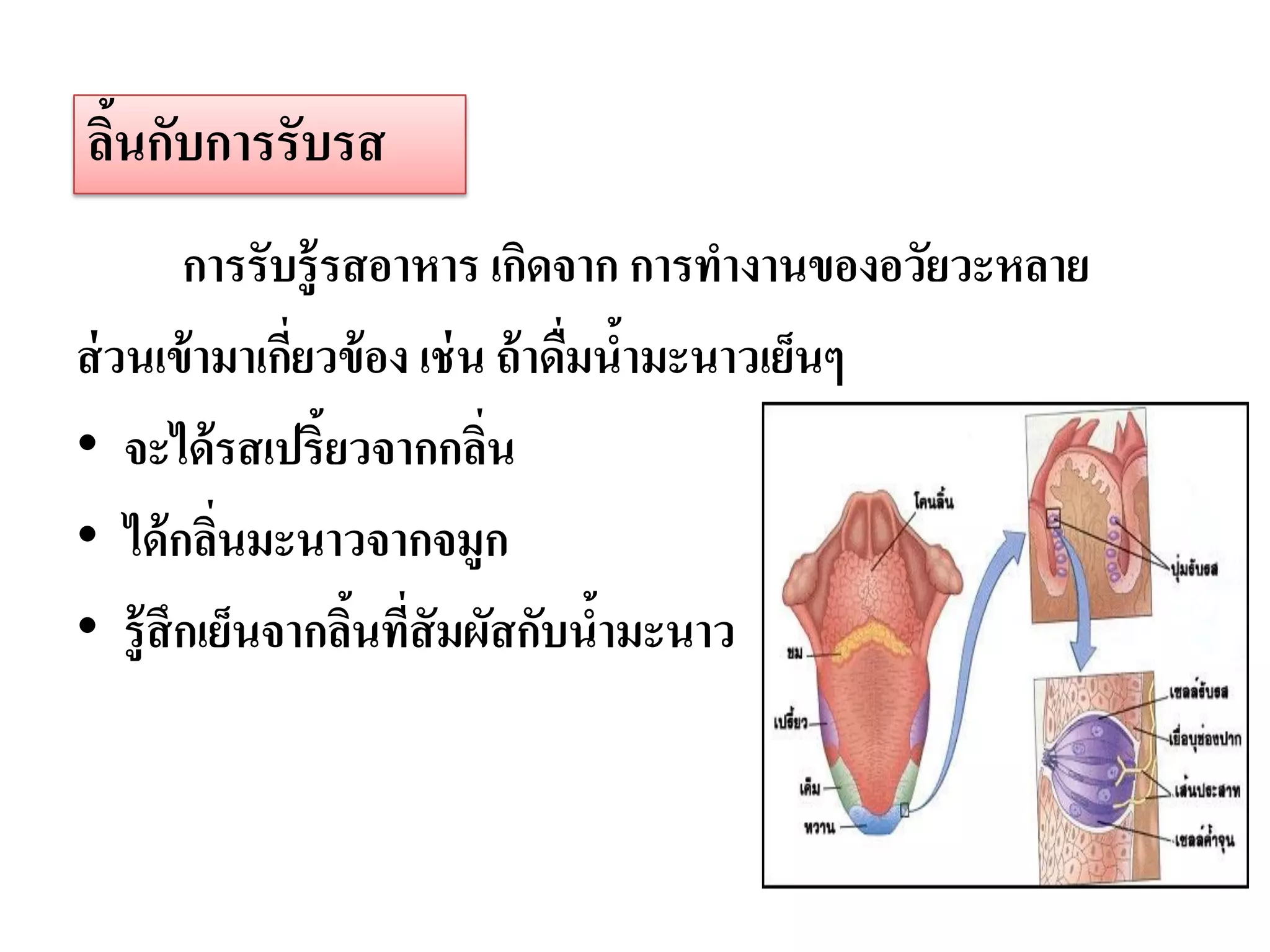 ลินกับการรับรส
  ้
        การรับรู้ รสอาหาร เกิดจาก การทางานของอวัยวะหลาย
ส่ วนเข้ ามาเกียวข้ อง เช่ น ถ้ าดืมนามะนาวเย็นๆ
               ่                   ่ ้
• จะได้ รสเปริ้ยวจากกลิน    ่
• ได้ กลินมะนาวจากจมูก
          ่
• รู้ สึกเย็นจากลินทีสัมผัสกับนามะนาว
                   ้ ่               ้
 