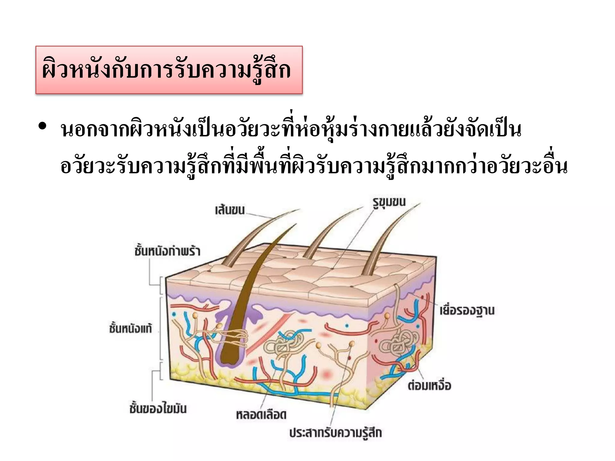 ผิวหนังกับการรับความรู้ สึก
• นอกจากผิวหนังเป็ นอวัยวะทีห่อหุ้มร่ างกายแล้ วยังจัดเป็ น
                              ่
  อวัยวะรับความรู้ สึกทีมีพนทีผวรับความรู้ สึกมากกว่ าอวัยวะอืน
                        ่ ื้ ่ ิ                              ่
 