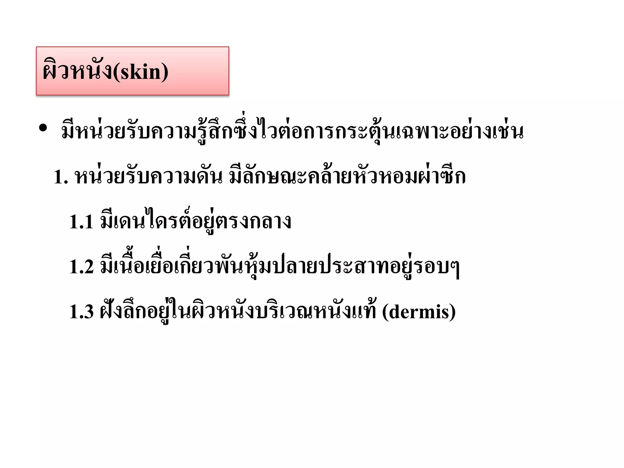 ผิวหนัง(skin)
• มีหน่ วยรับความรู้ สึกซึ่งไวต่ อการกระตุ้นเฉพาะอย่ างเช่ น
 1. หน่ วยรับความดัน มีลกษณะคล้ ายหัวหอมผ่ าซีก
                            ั
   1.1 มีเดนไดรต์ อยู่ตรงกลาง
   1.2 มีเนือเยือเกียวพันหุ้มปลายประสาทอยู่รอบๆ
            ้ ่ ่
   1.3 ฝังลึกอยู่ในผิวหนังบริเวณหนังแท้ (dermis)
 
