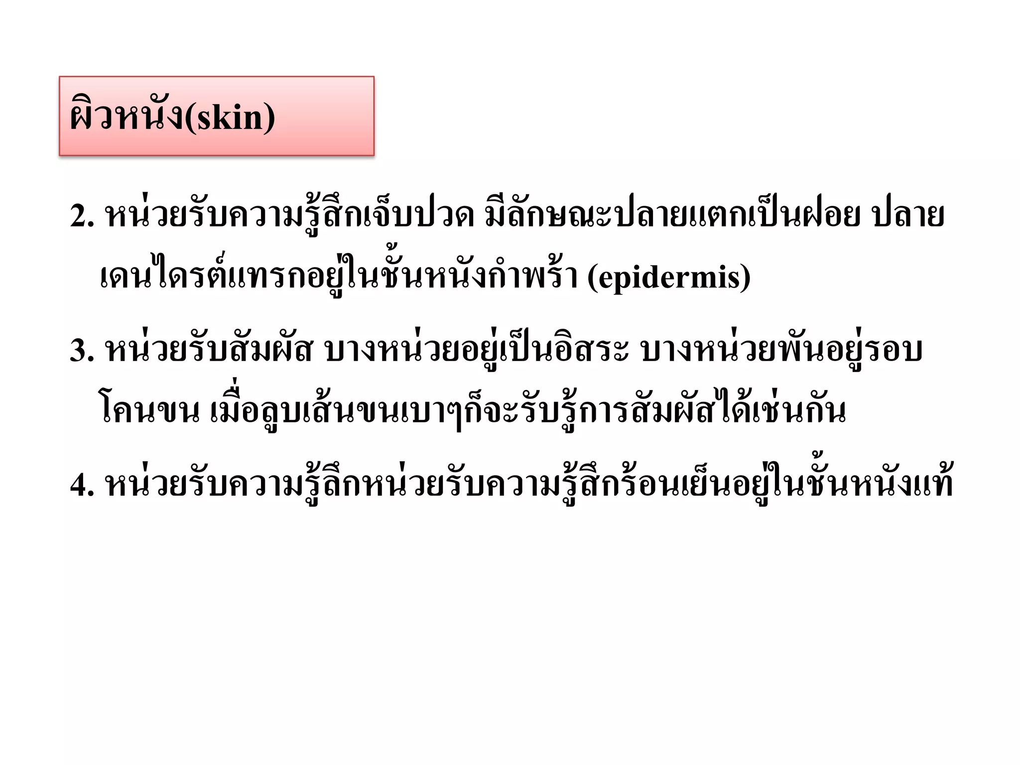 ผิวหนัง(skin)
2. หน่ วยรับความรู้ สึกเจ็บปวด มีลกษณะปลายแตกเป็ นฝอย ปลาย
                                    ั
   เดนไดรต์ แทรกอยู่ในชั้นหนังกาพร้ า (epidermis)
3. หน่ วยรับสั มผัส บางหน่ วยอยู่เป็ นอิสระ บางหน่ วยพันอยู่รอบ
   โคนขน เมื่อลูบเส้ นขนเบาๆก็จะรับรู้ การสั มผัสได้ เช่ นกัน
4. หน่ วยรับความรู้ ลกหน่ วยรับความรู้ สึกร้ อนเย็นอยู่ในชั้นหนังแท้
                     ึ
 