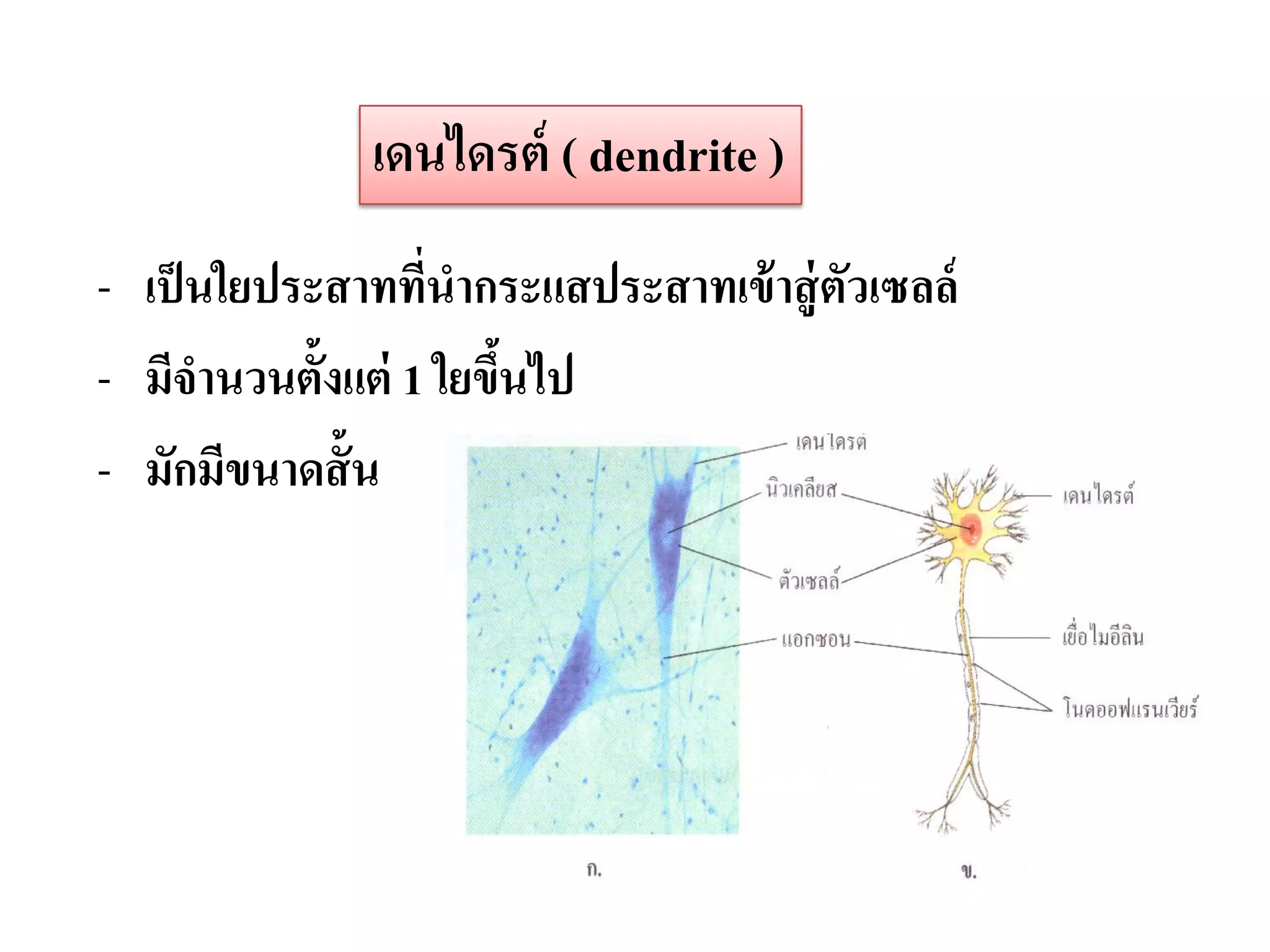 เดนไดรต์ ( dendrite )
- เป็ นใยประสาททีนากระแสประสาทเข้ าสู่ ตวเซลล์
                  ่                     ั
- มีจานวนตั้งแต่ 1 ใยขึนไป
                       ้
- มักมีขนาดสั้ น
 