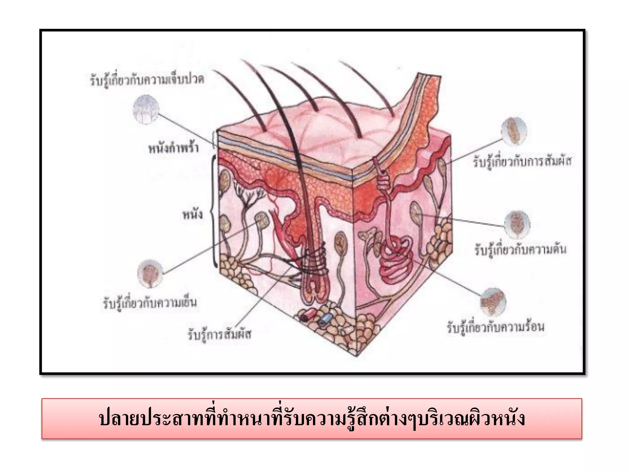 ปลายประสาททีทาหนาทีรับความรู้สึกต่ างๆบริเวณผิวหนัง
            ่      ่
 