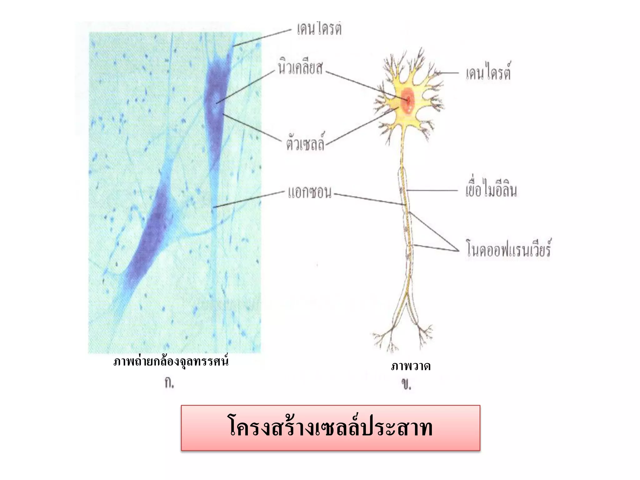 ภาพถ่ ายกล้องจุลทรรศน์                    ภาพวาด


                         โครงสร้ างเซลล์ ประสาท
 