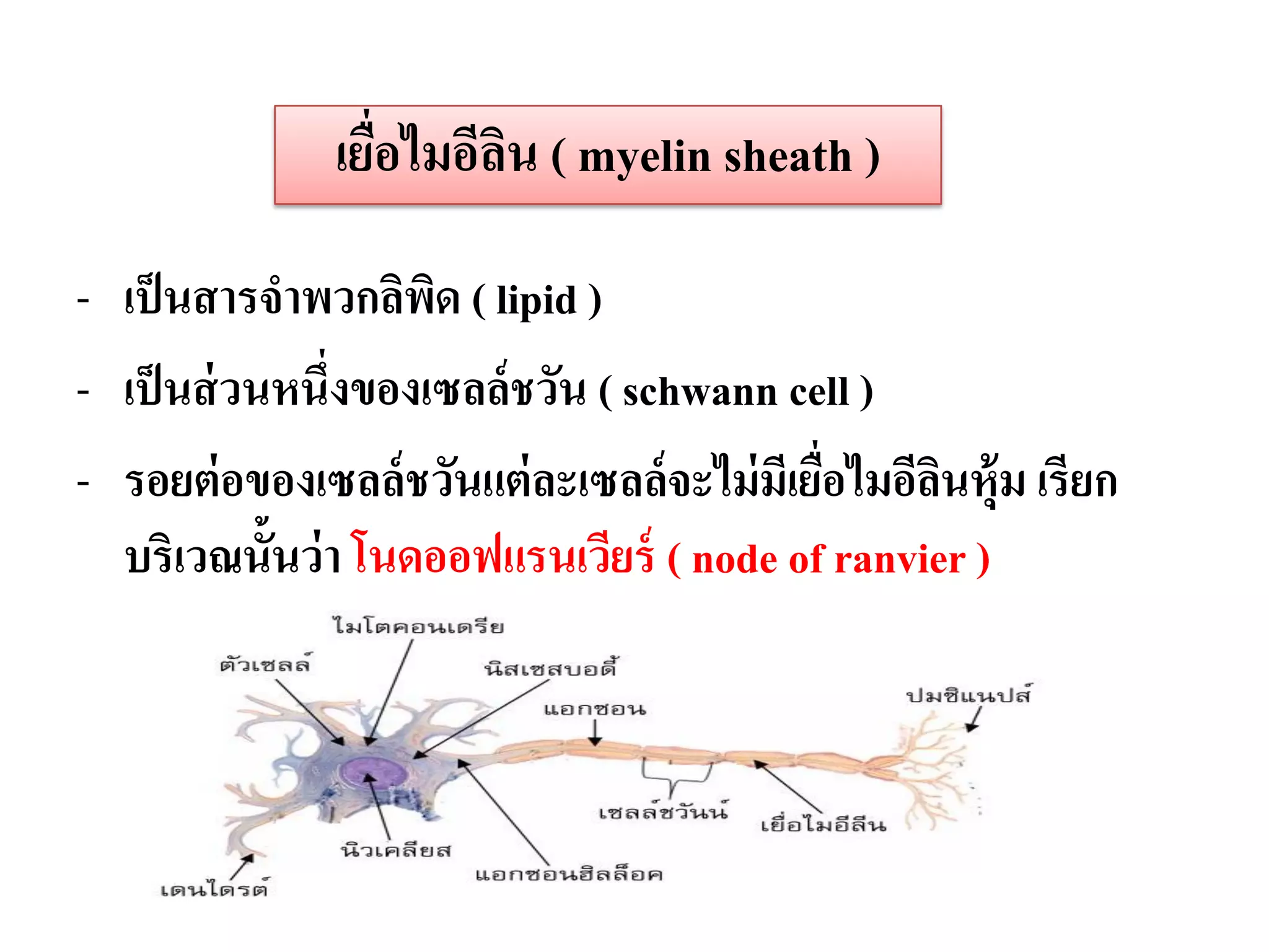 เยือไมอีลน ( myelin sheath )
                  ่     ิ

- เป็ นสารจาพวกลิพด ( lipid )
                     ิ
- เป็ นส่ วนหนึ่งของเซลล์ ชวัน ( schwann cell )
- รอยต่ อของเซลล์ ชวันแต่ ละเซลล์จะไม่ มีเยือไมอีลนหุ้ม เรียก
                                            ่     ิ
  บริเวณนั้นว่ า โนดออฟแรนเวียร์ ( node of ranvier )
 