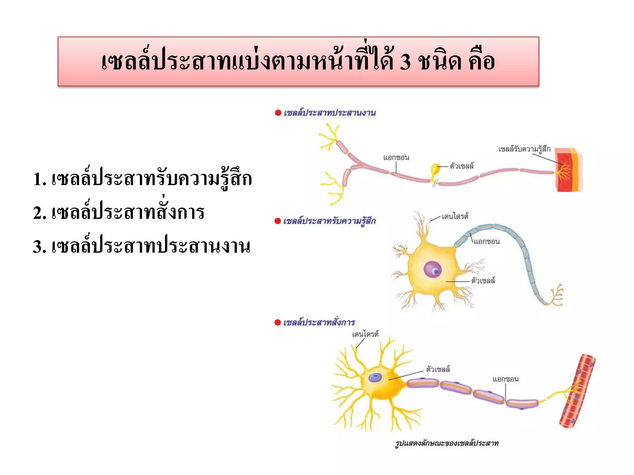 เซลล์ ประสาทแบ่ งตามหน้ าทีได้ 3 ชนิด คือ
                                   ่


1. เซลล์ประสาทรับความรู้สึก
2. เซลล์ประสาทสั่ งการ
3. เซลล์ประสาทประสานงาน
 
