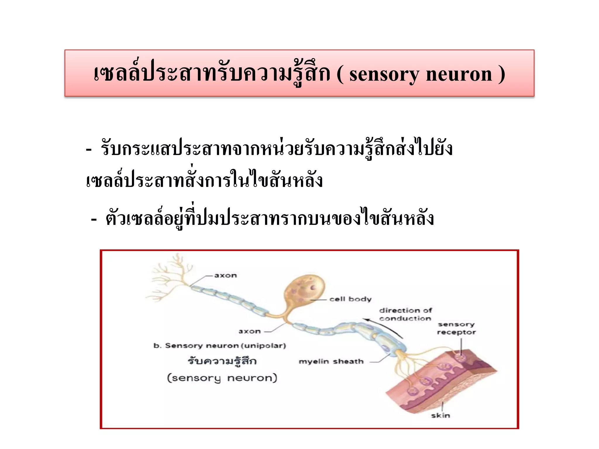 เซลล์ ประสาทรับความรู้ สึก ( sensory neuron )

- รับกระแสประสาทจากหน่ วยรับความรู้สึกส่ งไปยัง
เซลล์ประสาทสั่ งการในไขสันหลัง
 - ตัวเซลล์อยู่ทปมประสาทรากบนของไขสั นหลัง
                ี่
 